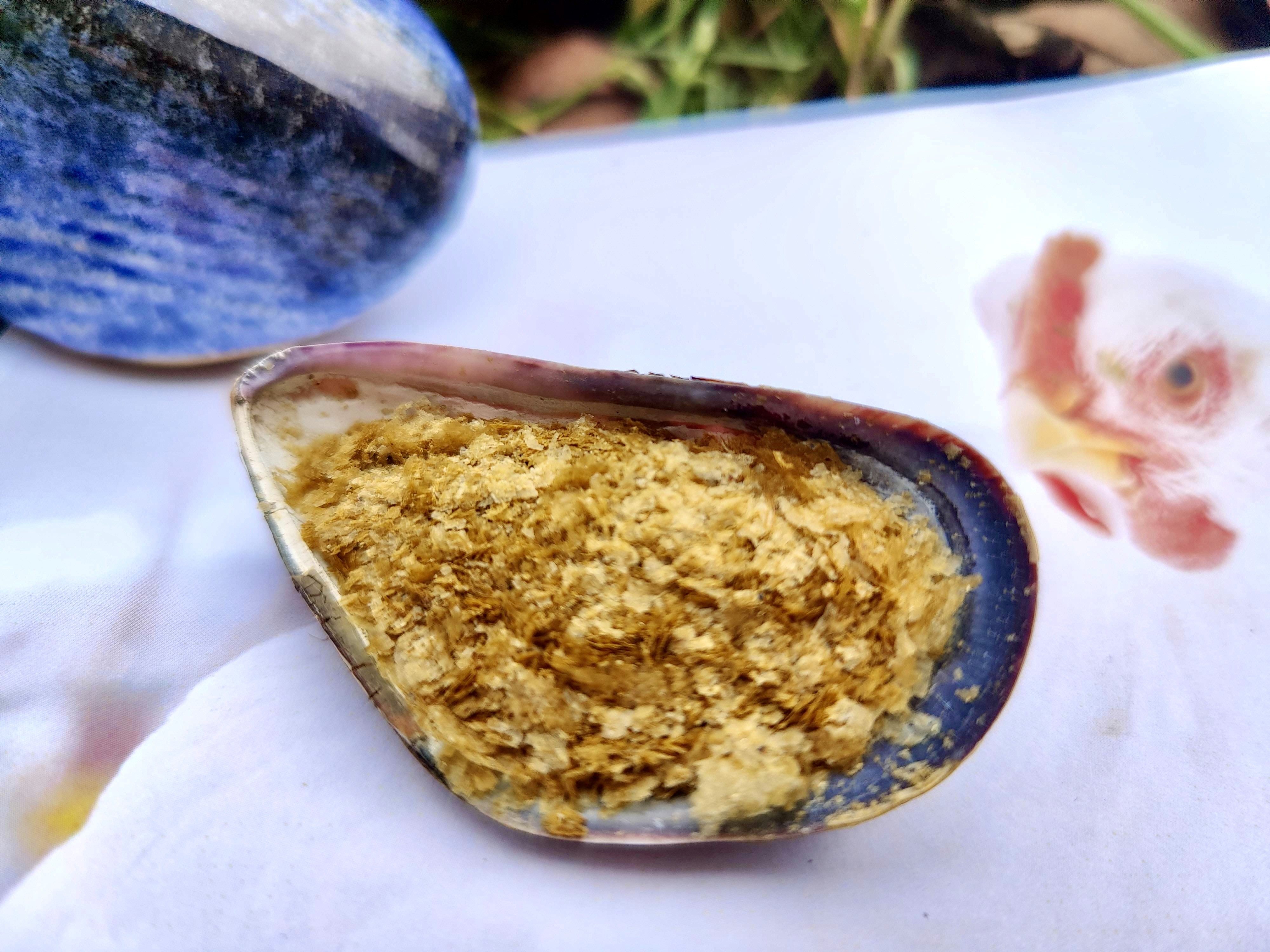 A close-up of a large shell filled with golden grains, resting on a white surface with some food items in the background.