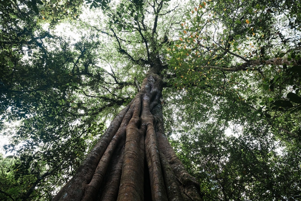 Munduk jungle expedition