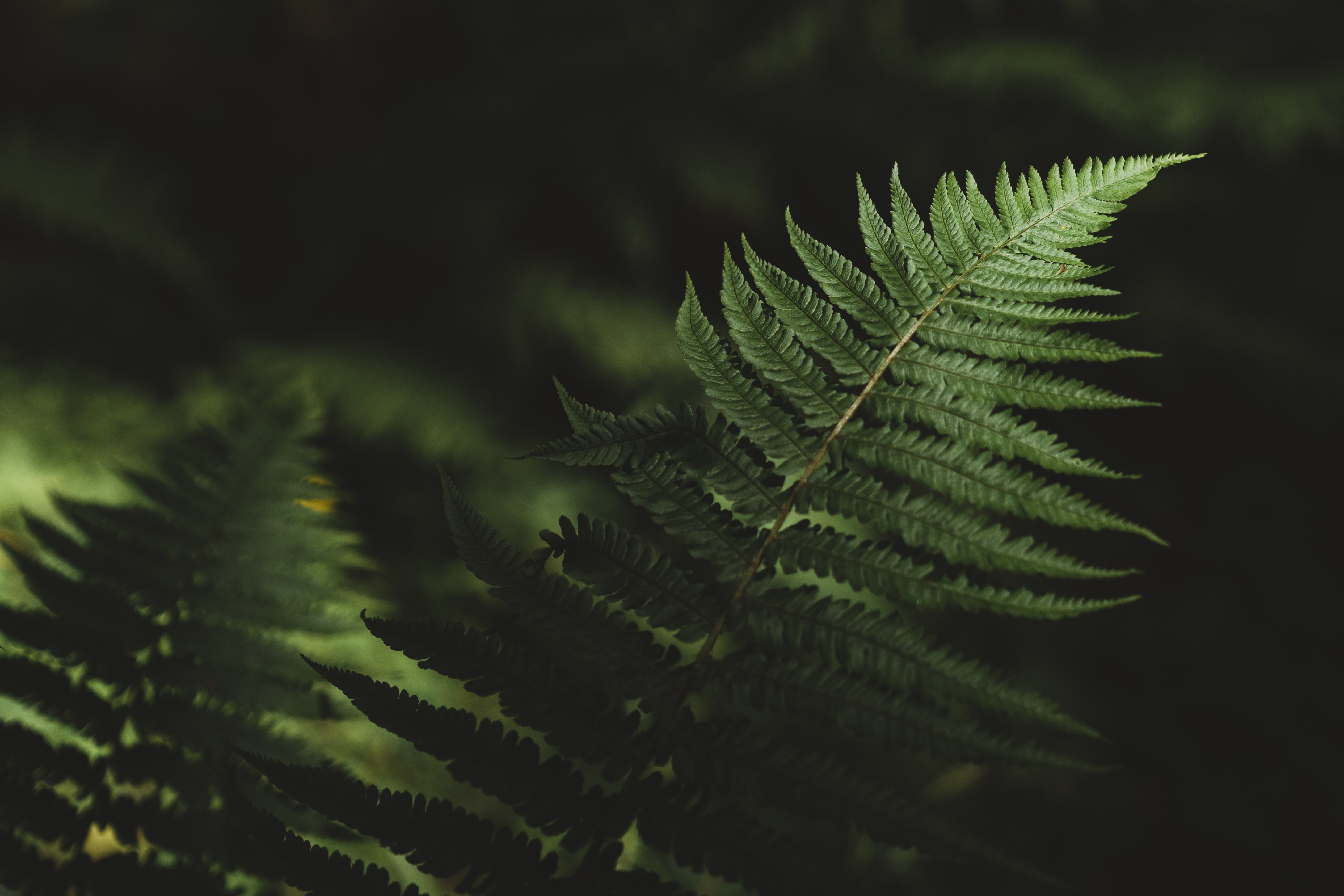 close up view of a fern in a forest