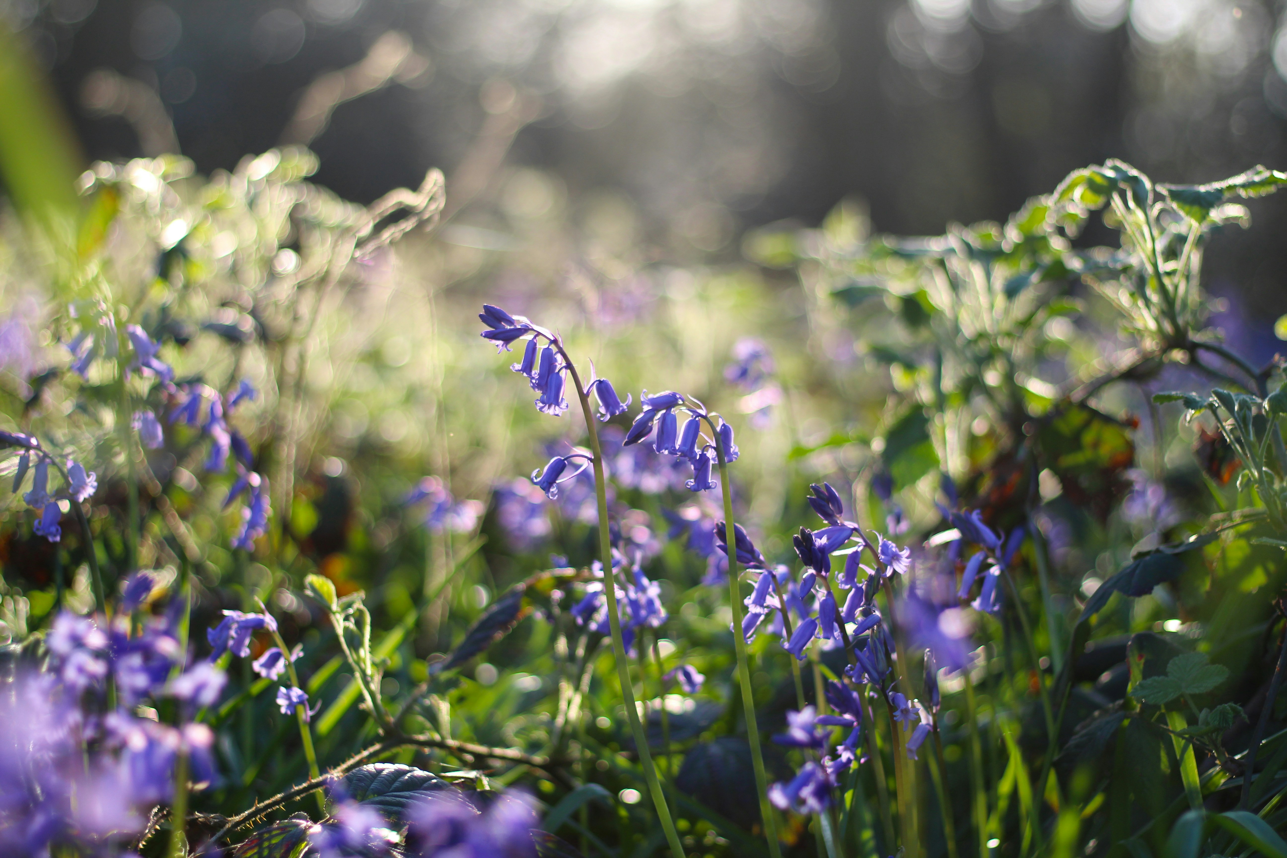 Closeup of wild bluebells