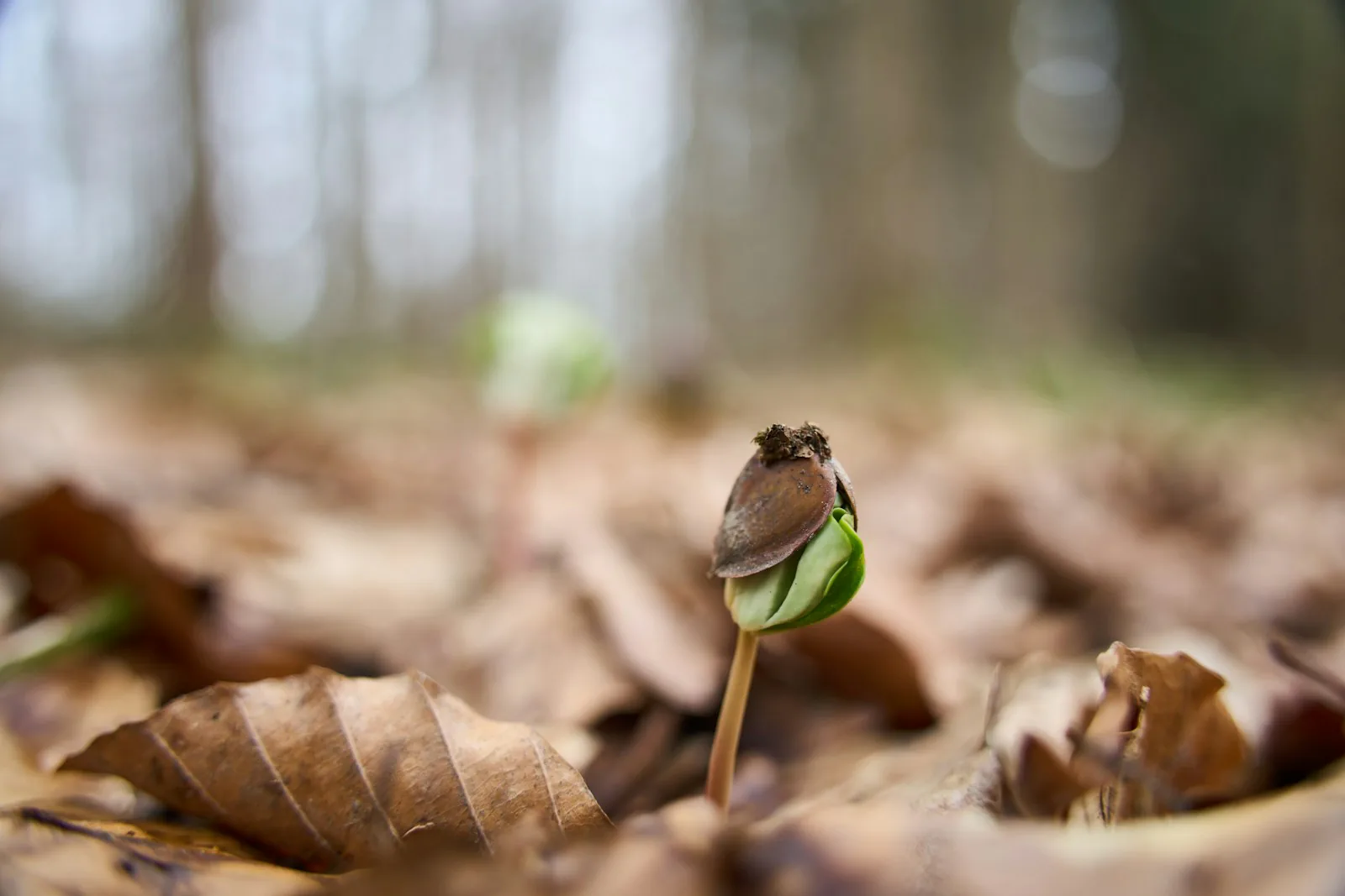The month the forest closes: a field note photo from The whole forest