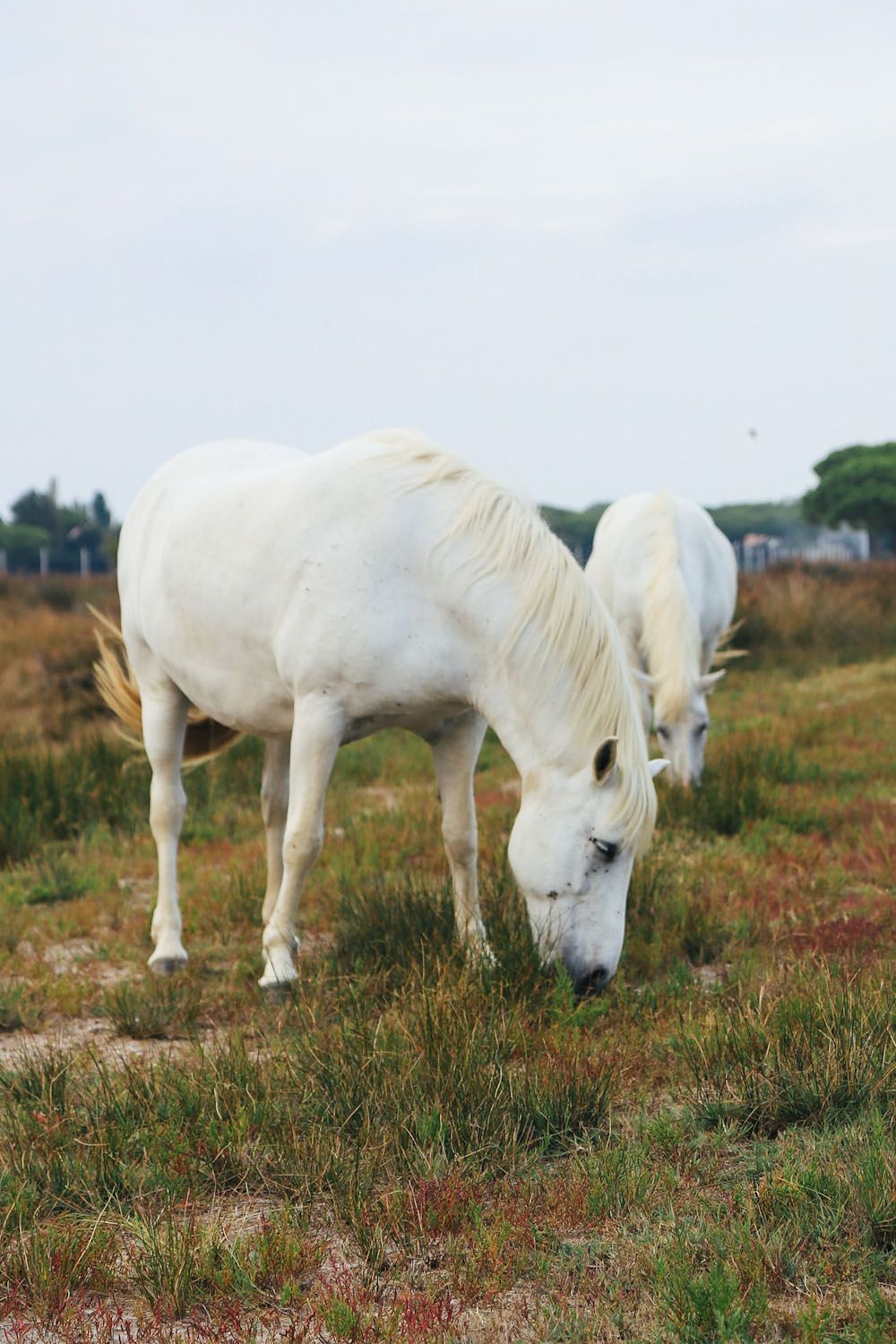 Individual Nutrition Consultation
