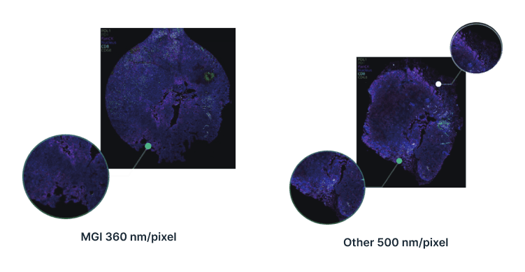 Fluoxpert image of the staining