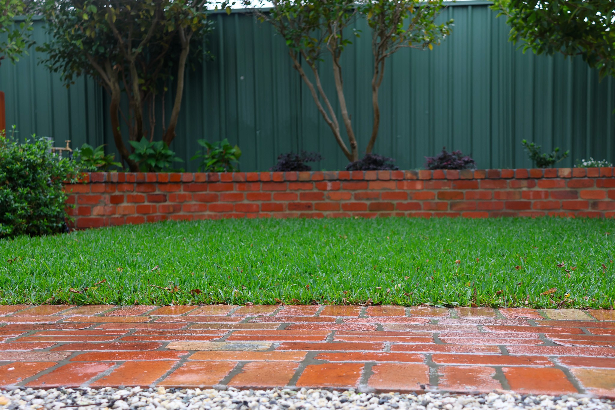 A low-angle shot showing a lush green Sir Walter Buffalo lawn bordered by a red brick pathway in the foreground and a matching red brick retaining wall in the background against a green fence.