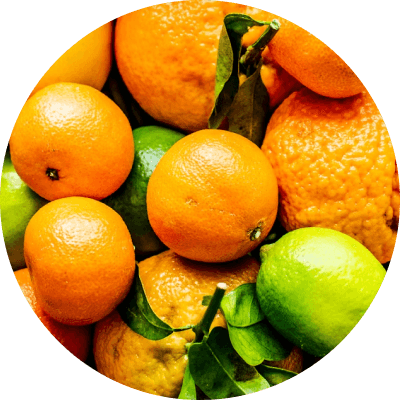 An Alvéoli employee holding a frame from a beehive.