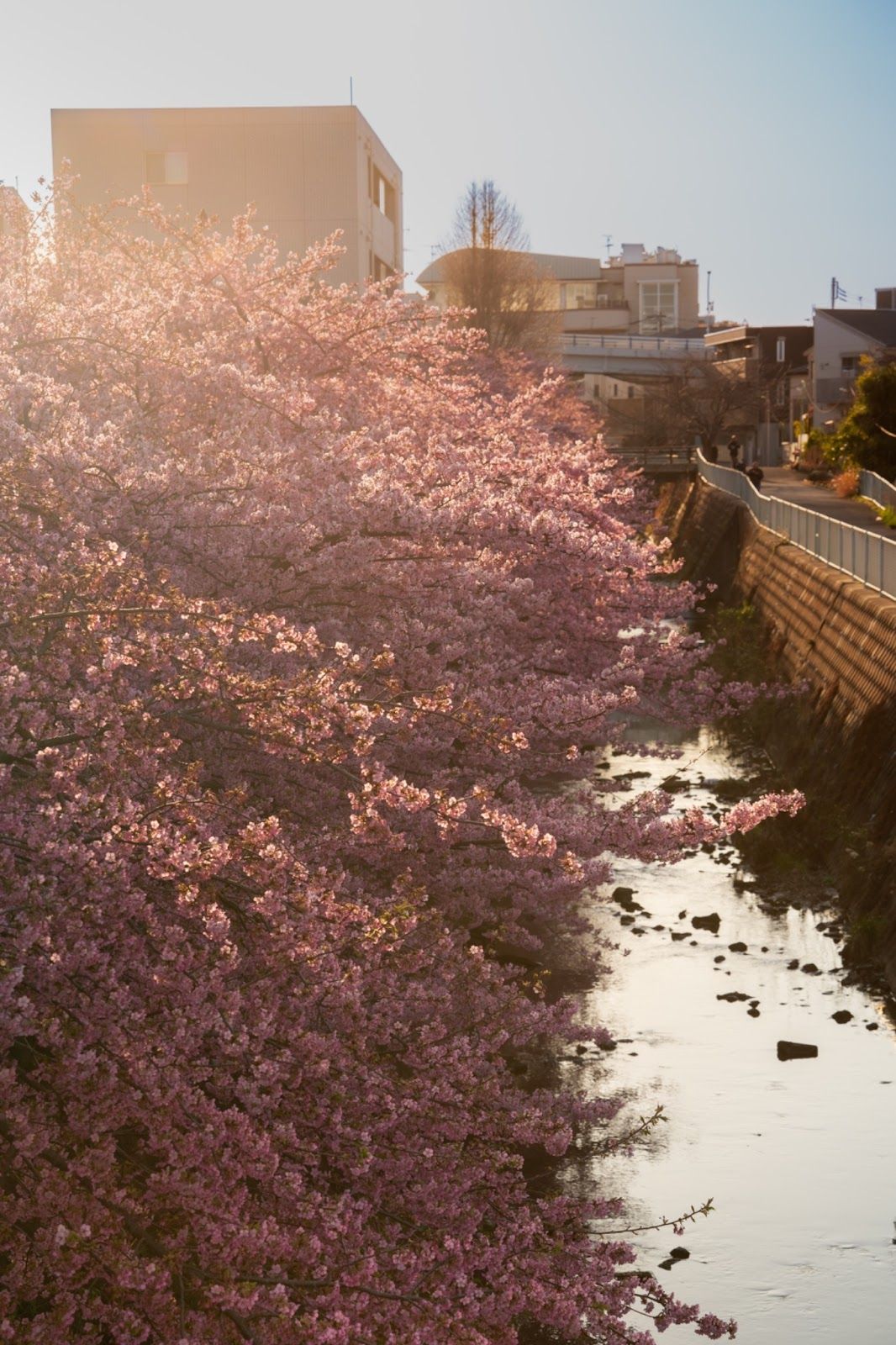 Kawazu sakura at Kawasaki