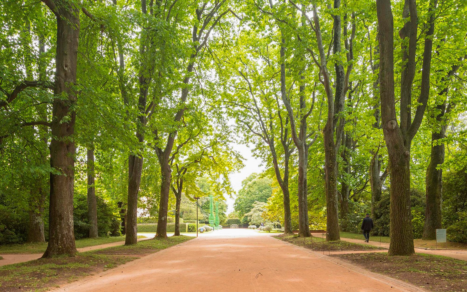 Fasorral szegélyezett út a Serralves Parkban, Porto, Portugália.