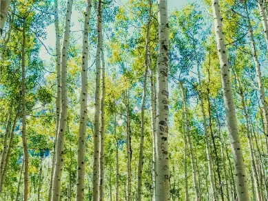 Photo of a forrest glade