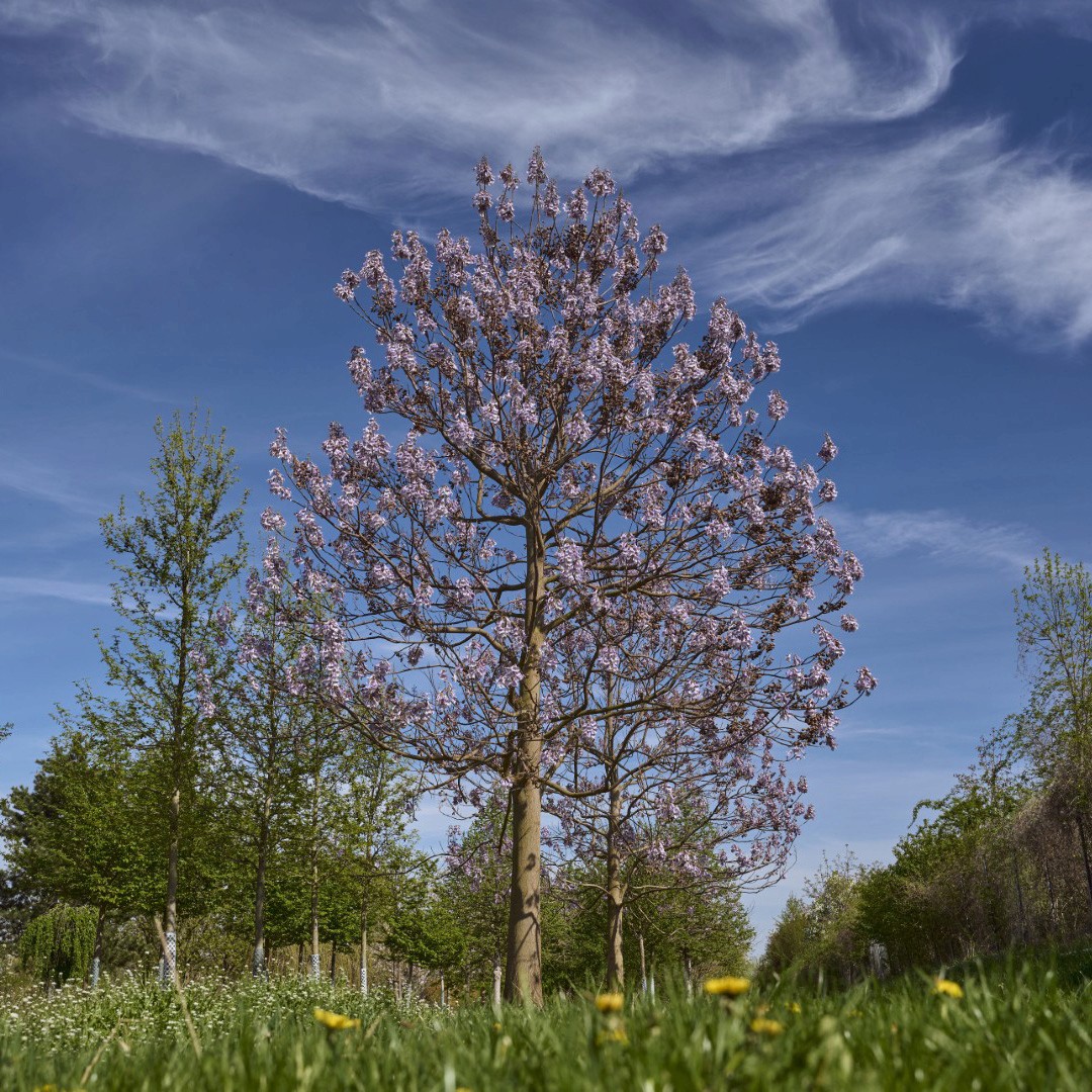 Paulownia tomentosa mit geradem Stamm, weit verzweigter Krone und zahlreichen violett-lilafarbenen glockenförmigen Blüten.