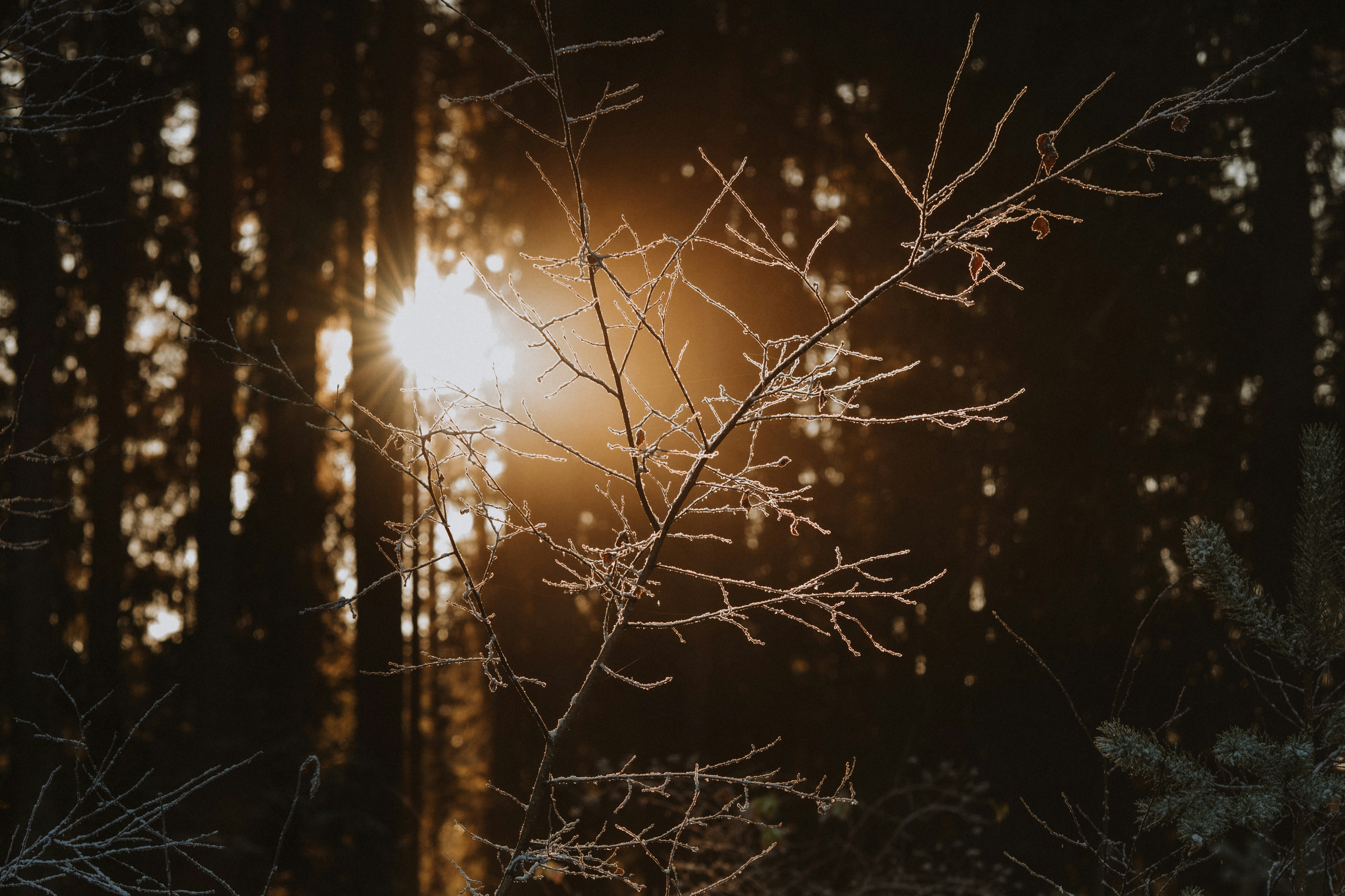 Sunlight shines through frosted branches in a forest.