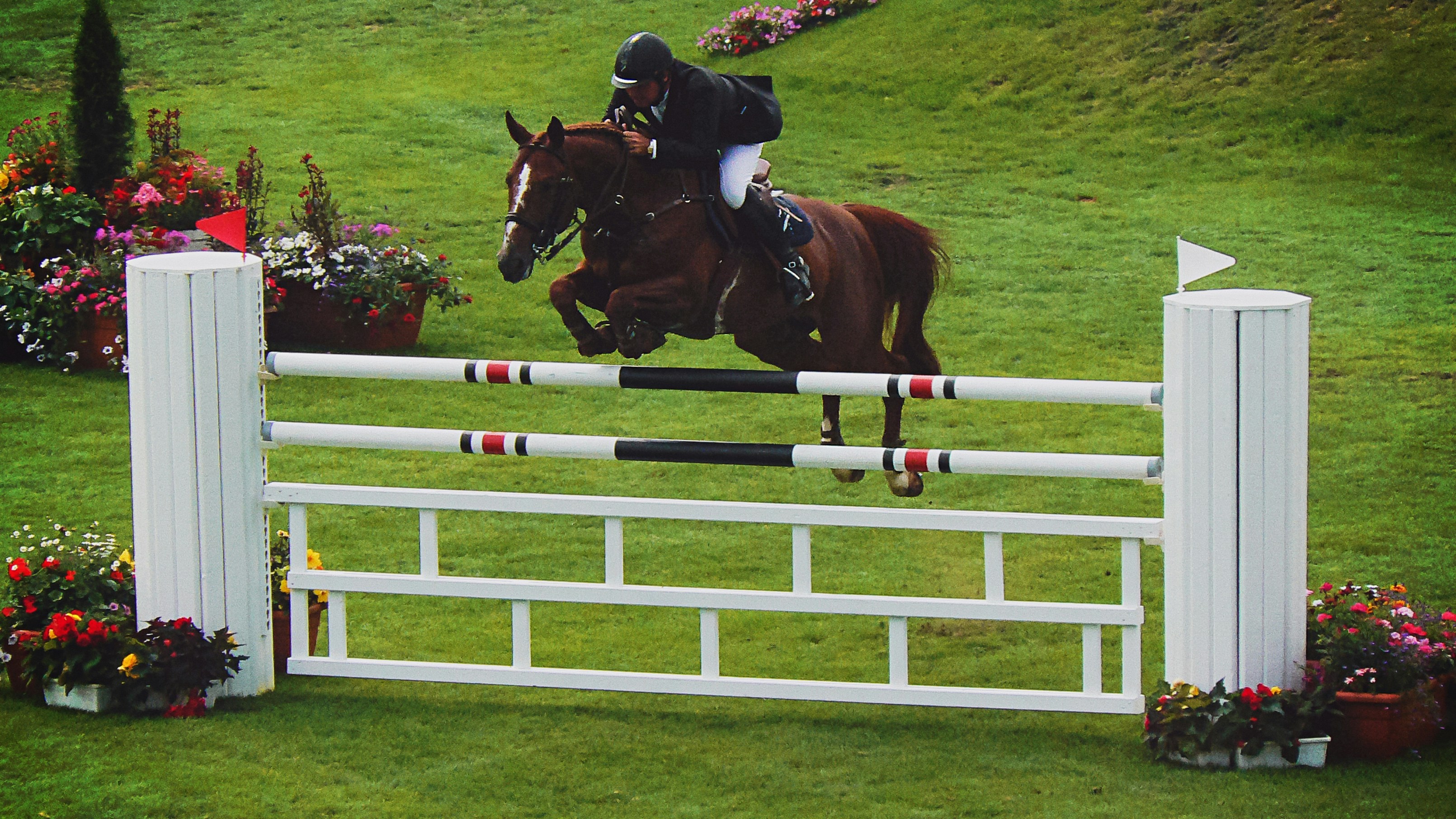 A rider jumping a white fence on a grass field