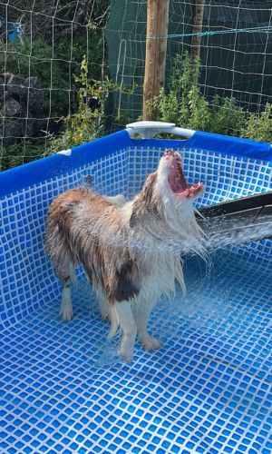 Cockey the pomeranian