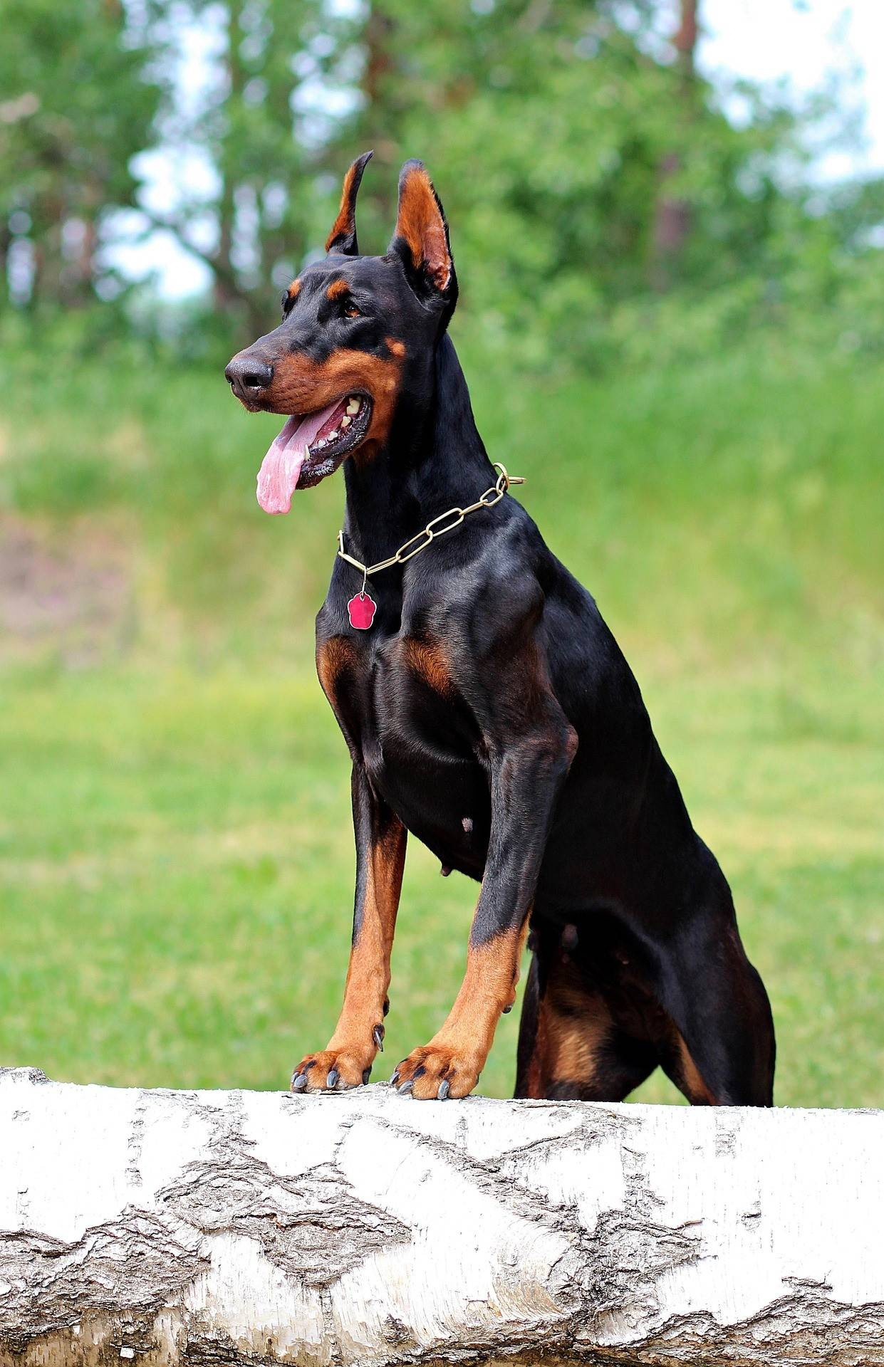 Doberman Breed History
