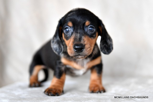 Smooth Blue & Cream dapple piebald female