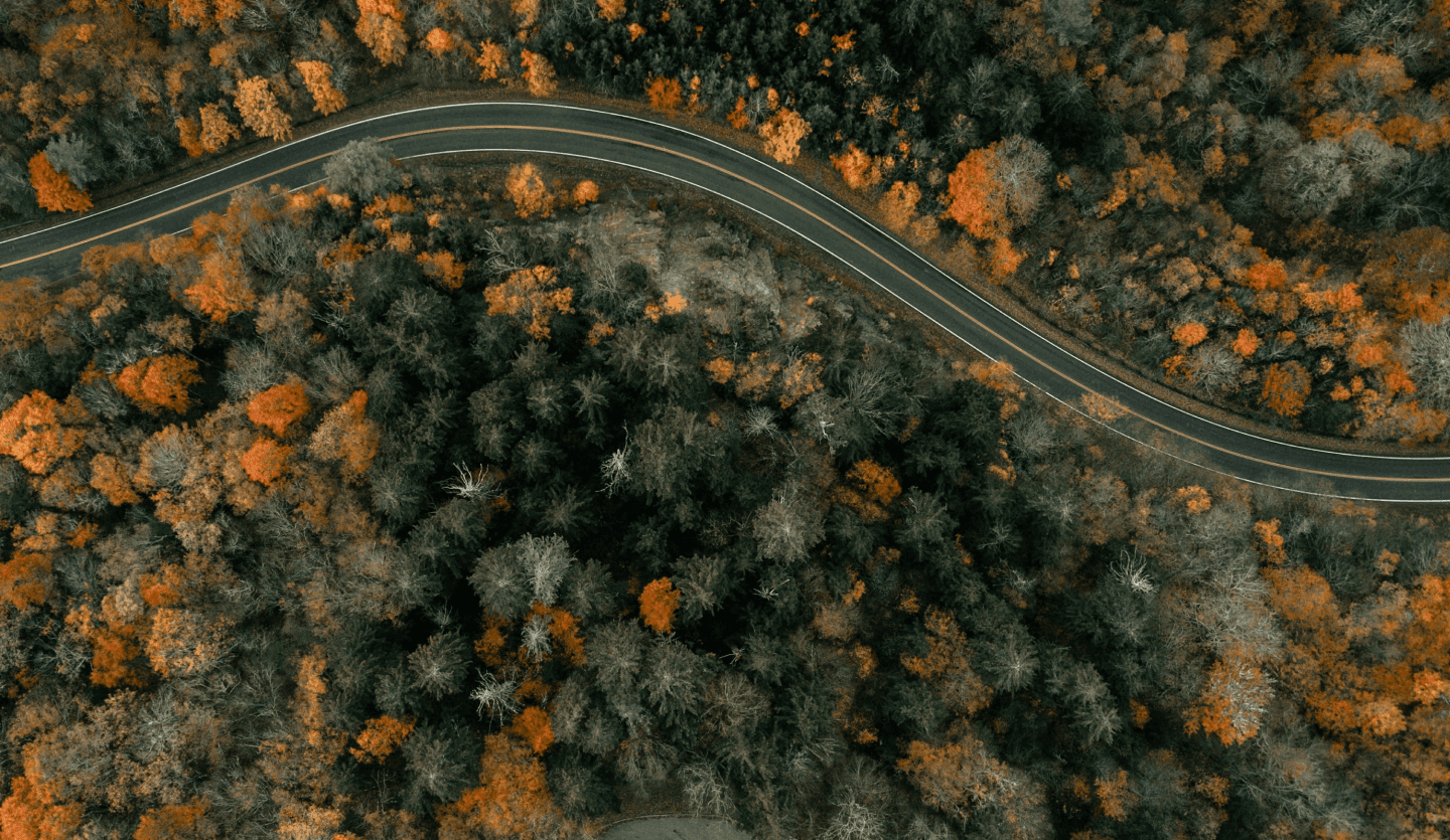 road in the middle of the forest