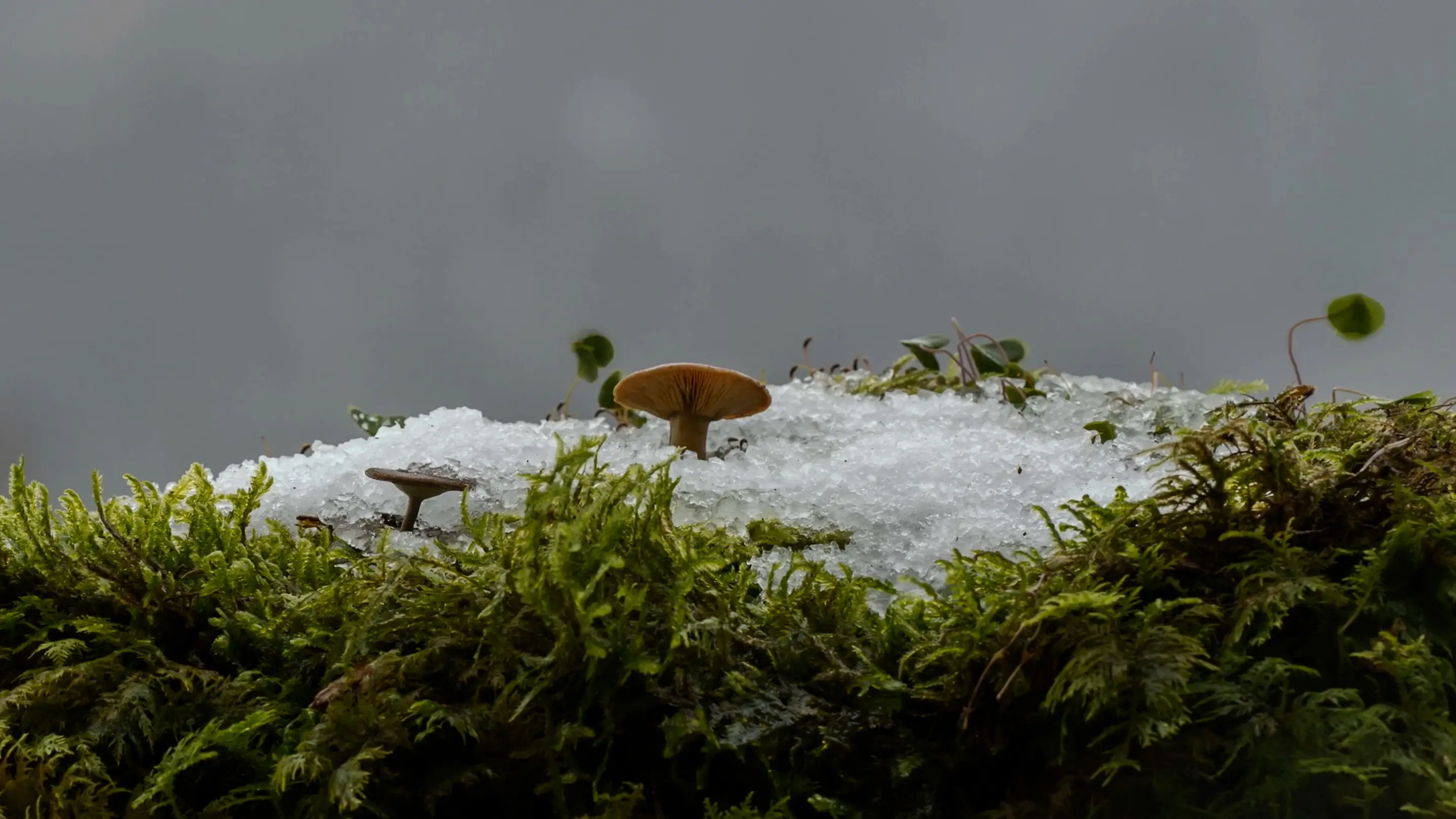 A small orange-brown animal sits on a patch of snowy grass against a gray sky, surrounded by green foliage.