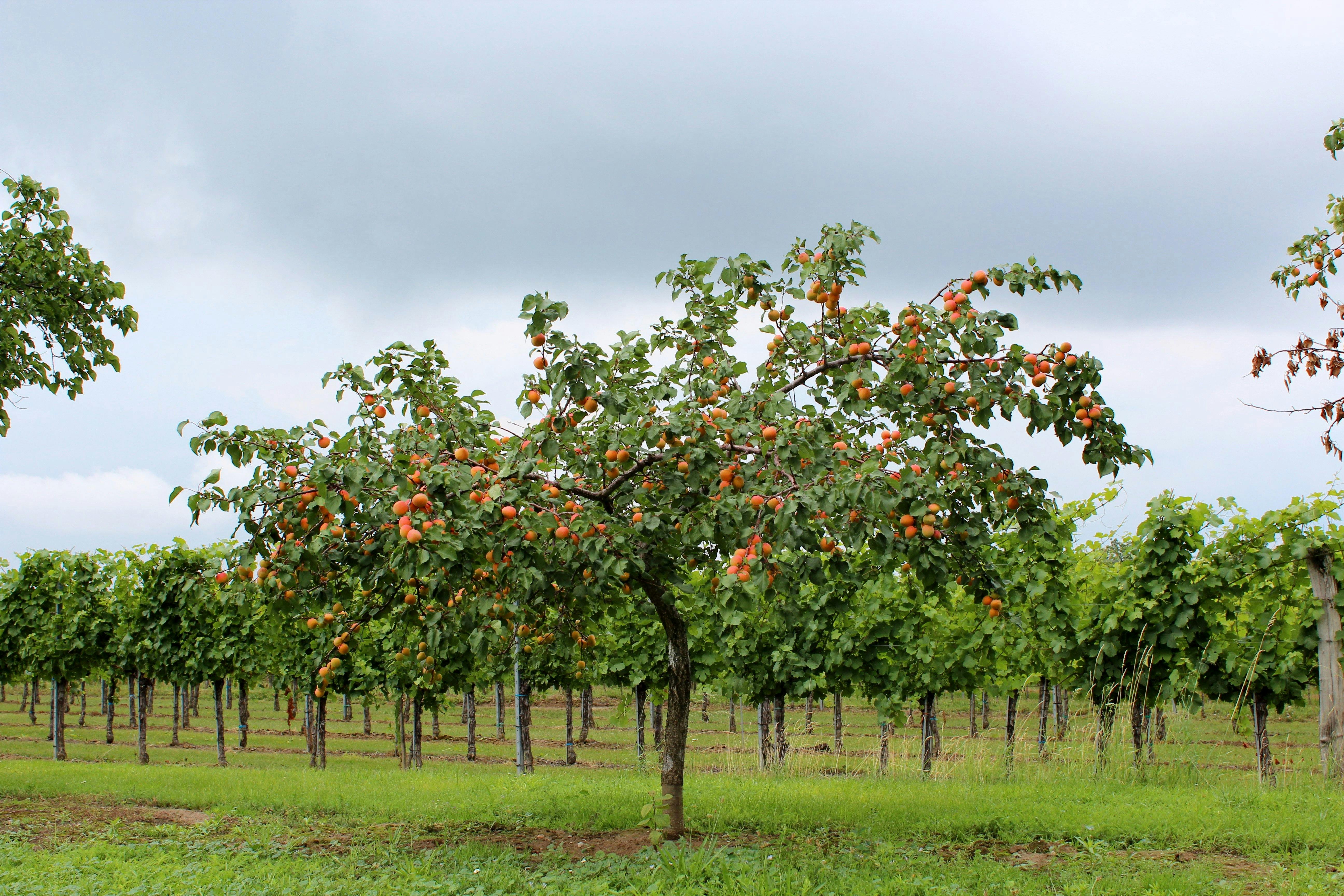 a-vibrant-apricot-tree-laden-with-fruit-in-a-vineyard,-summer-in-krems,-austria. - heinz-reisenhofer (pexels)