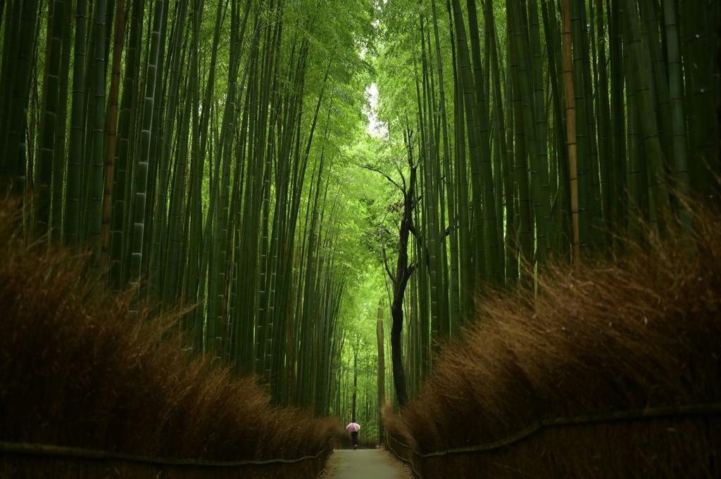 Bamboo trees in a forest during daytime