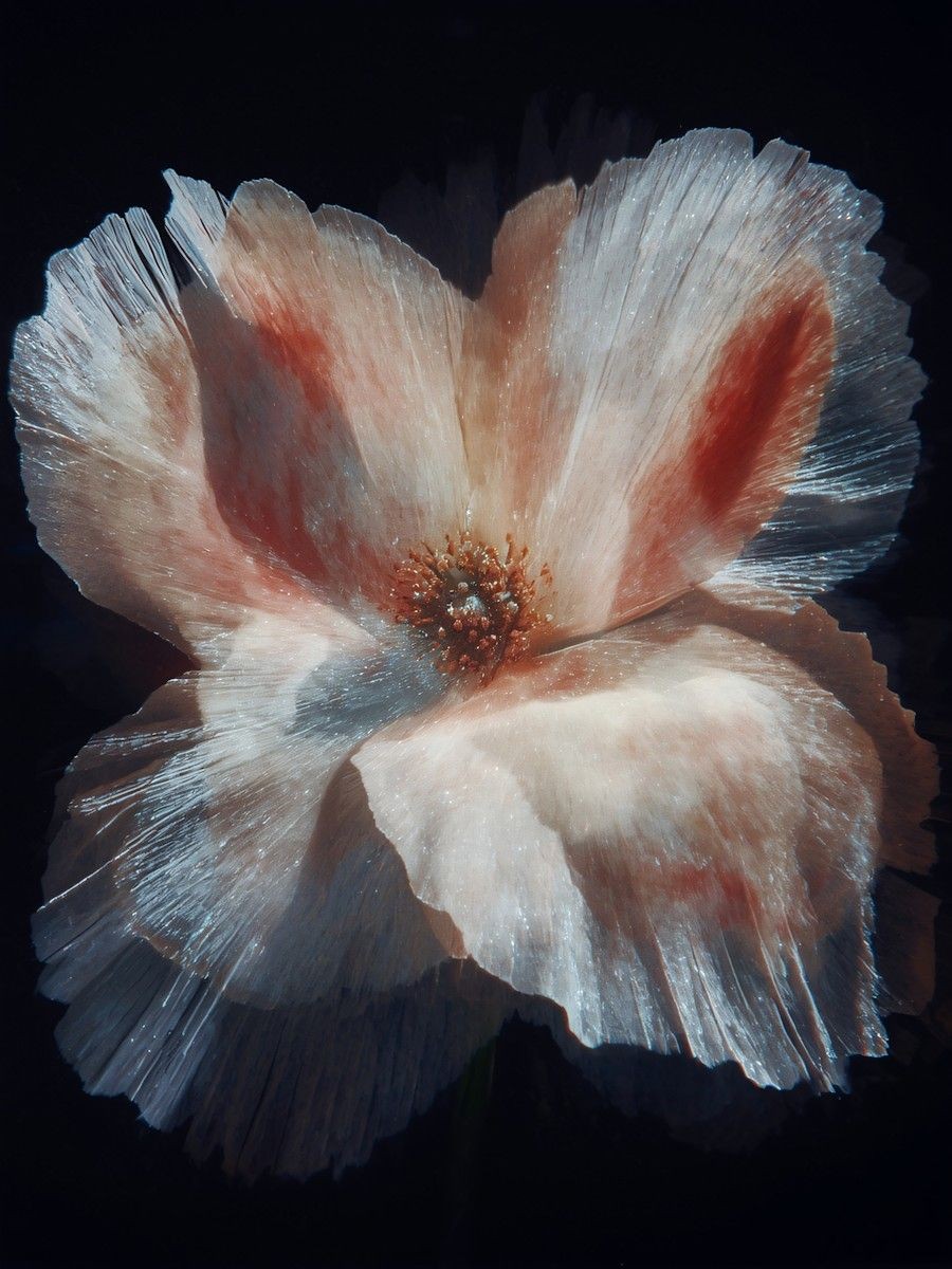 A delicate, translucent white flower with hints of pink and red petals is illuminated against a dark background, showcasing its intricate textures and gentle folds.