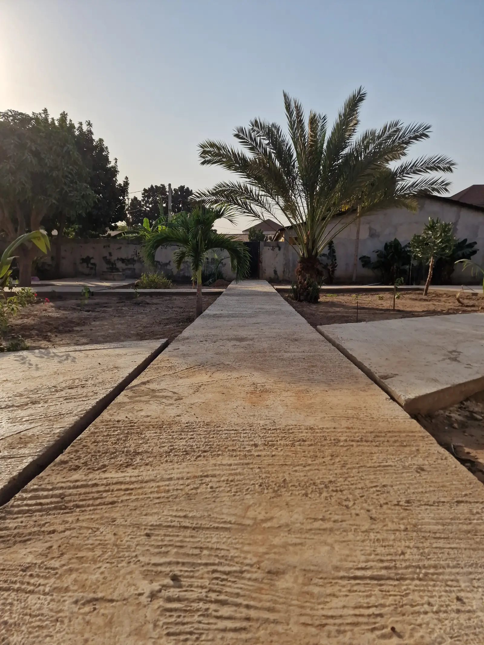 Pathway leading through greenery, with a palm tree in the background, under a clear blue sky.