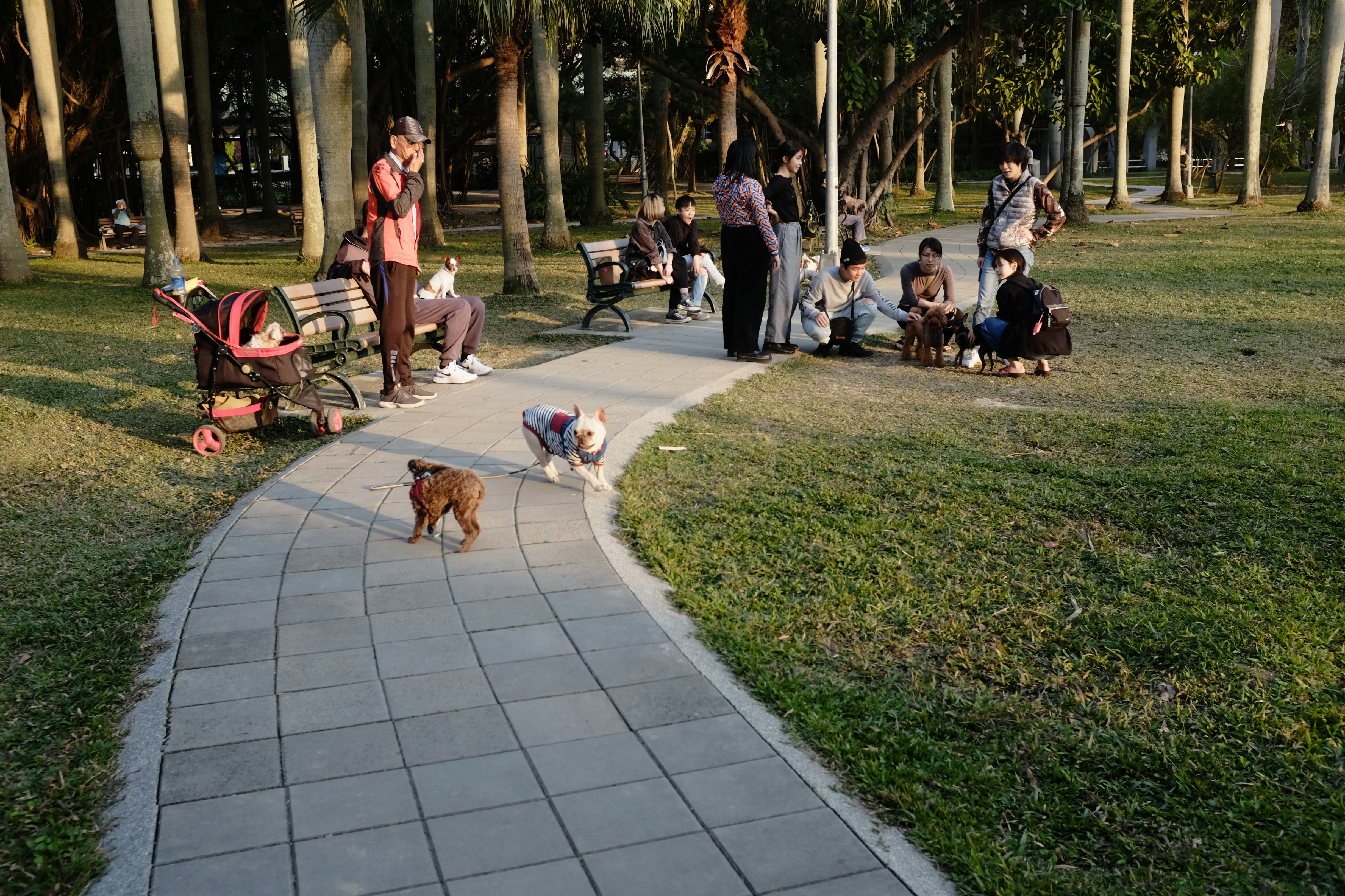 Dogs and their owners gathered on a park path