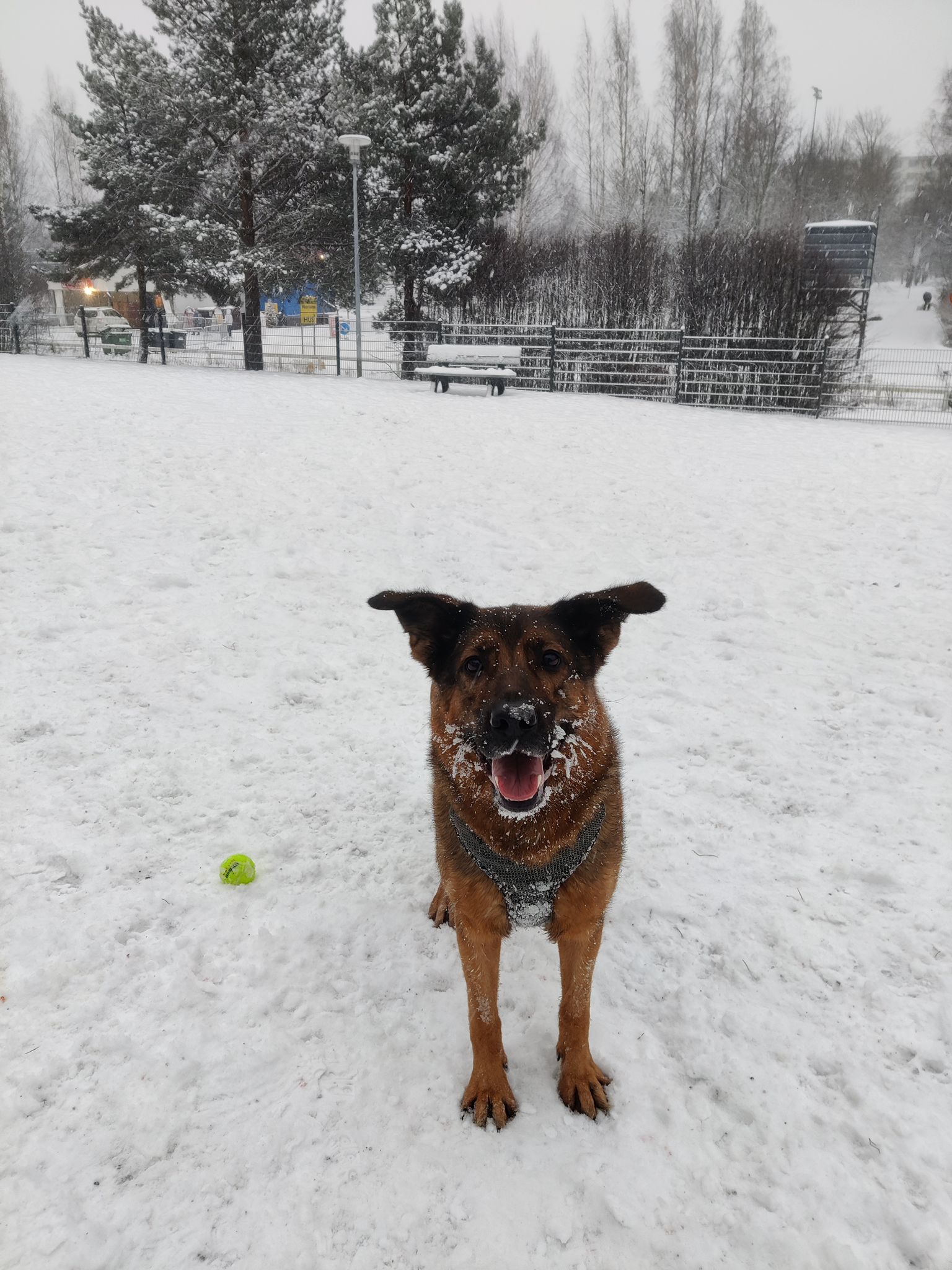 hoitaja kävellyttämässä koiraa