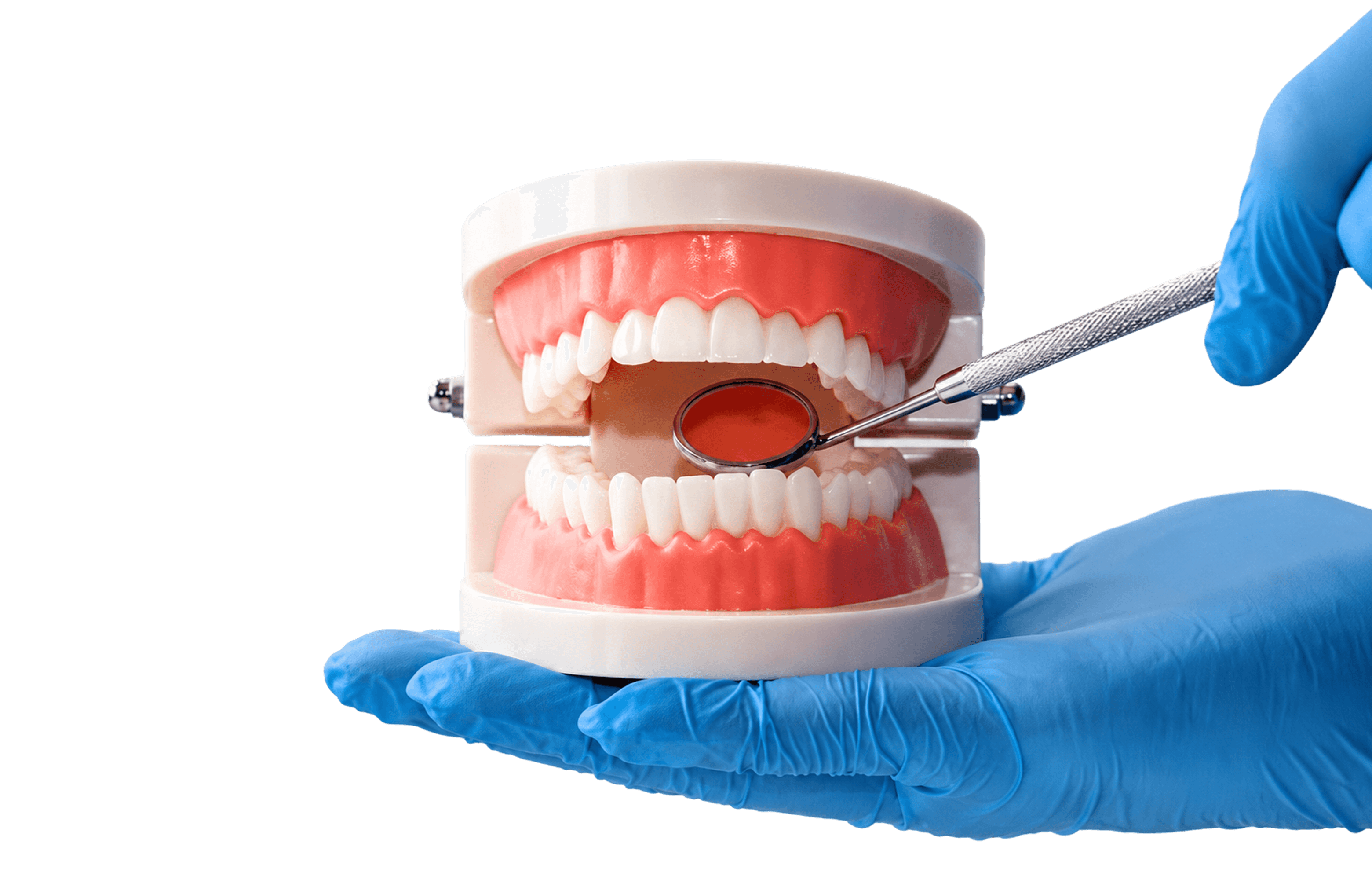 Tooth Modle 3d