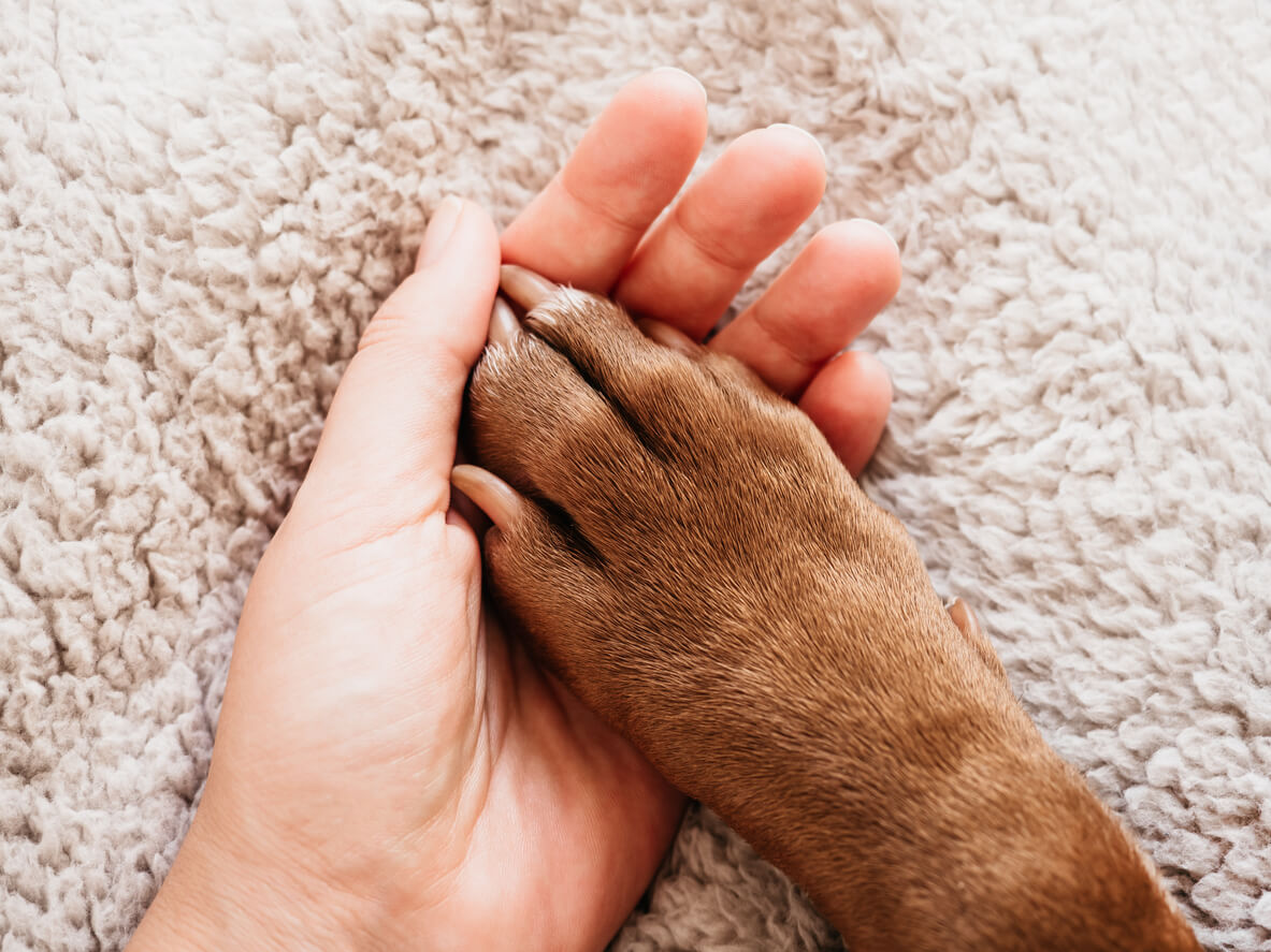 A human hand holding a dog paw