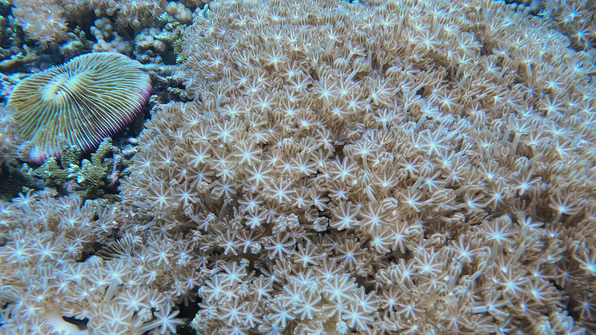 Breathing coral in lombok indonesia