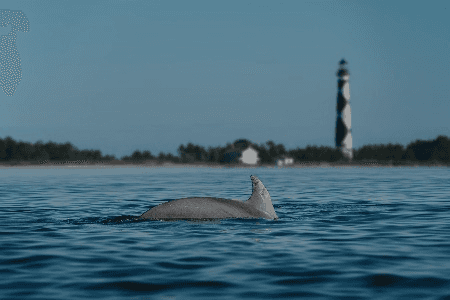 capelookout dolphin, airbnb in downtown morehead city