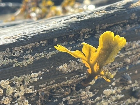 blue sky and white clouds over the sea