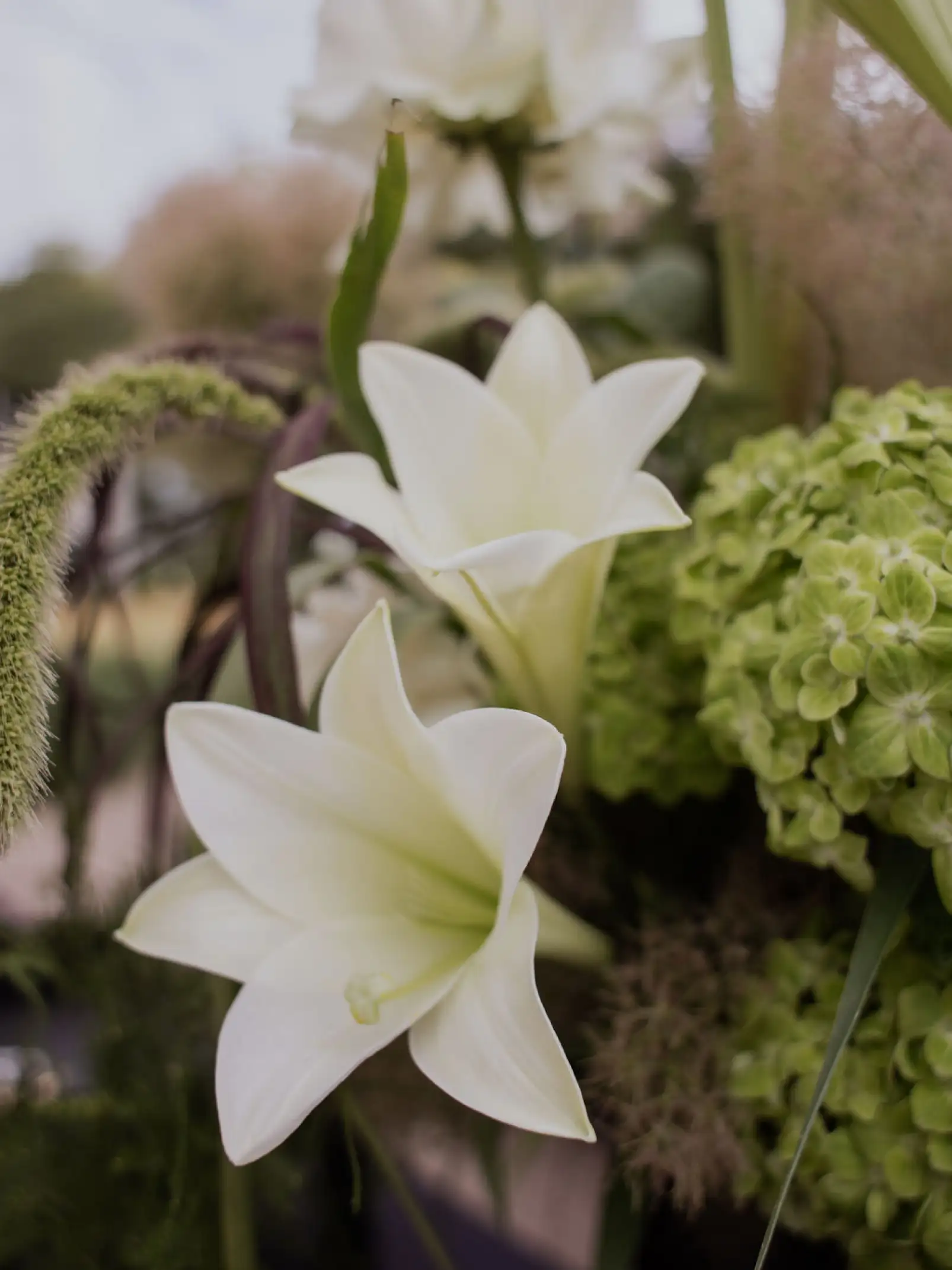 Primer plano de lirios blancos y hortensias verdes para marcas florales que destacan pureza, textura y frescura orgánica.