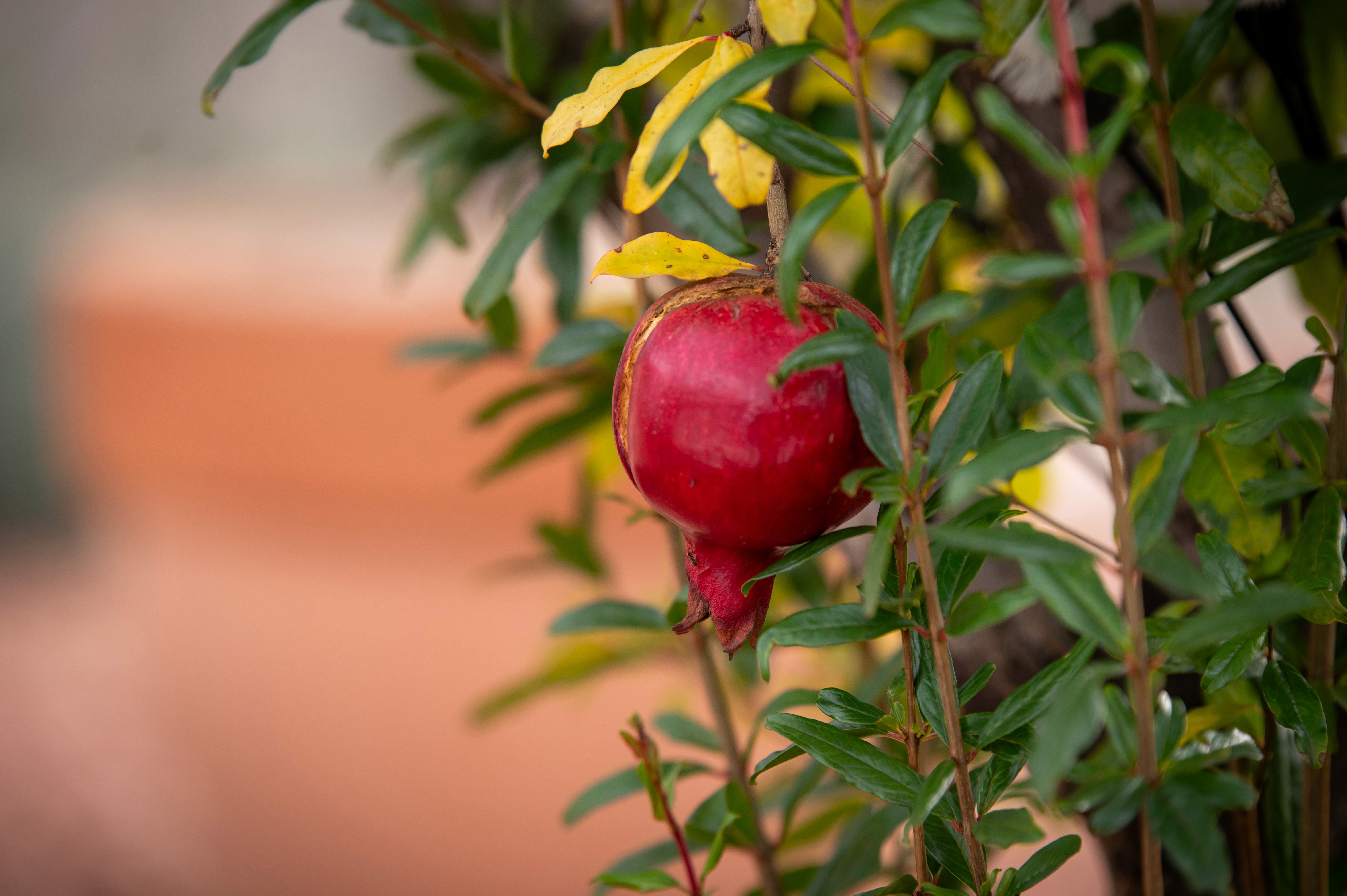 Érett piros gránátalma zöld levelek között, elmosódott terrakotta cseréppel.