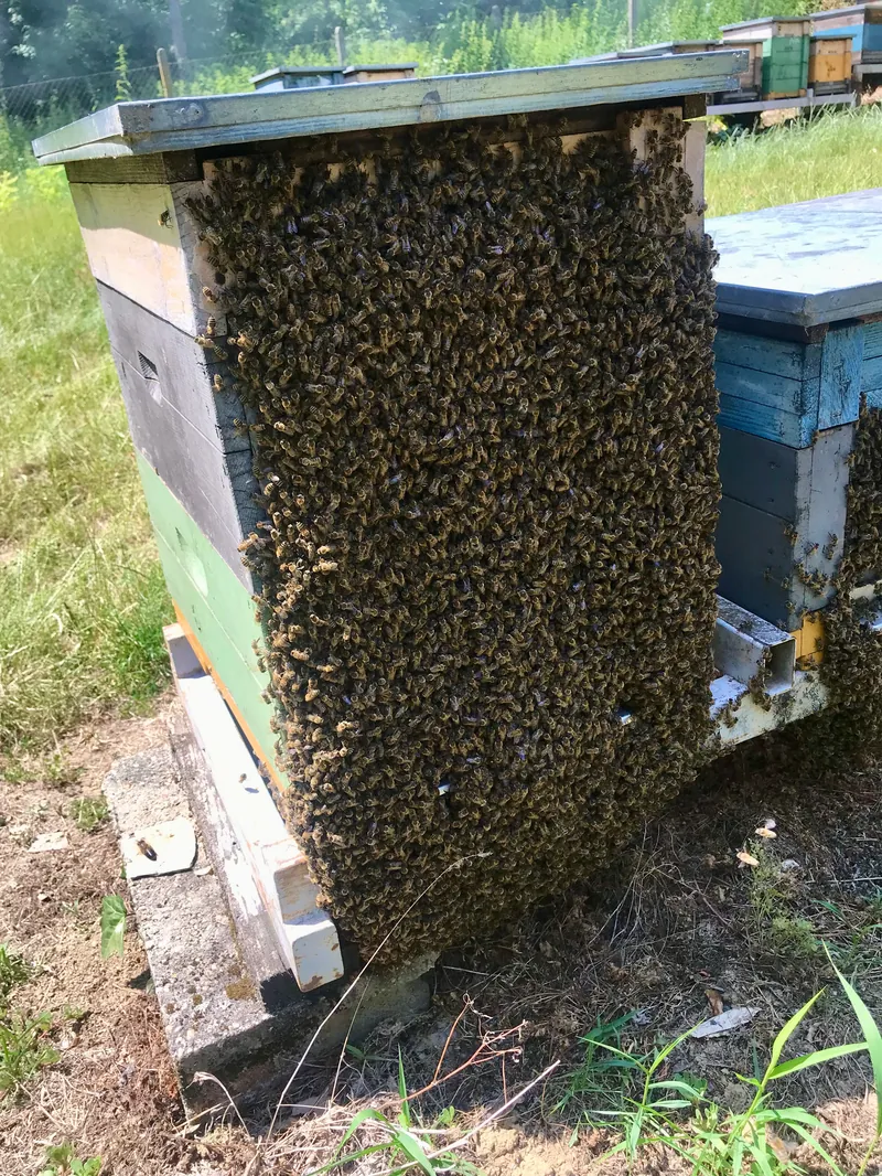 Méhek a kaptár bejáratánál