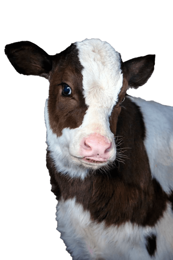 A close-up of a young brown and white calf with soft fur, captured against a gentle gray background, highlighting its pink snout and curious expression.