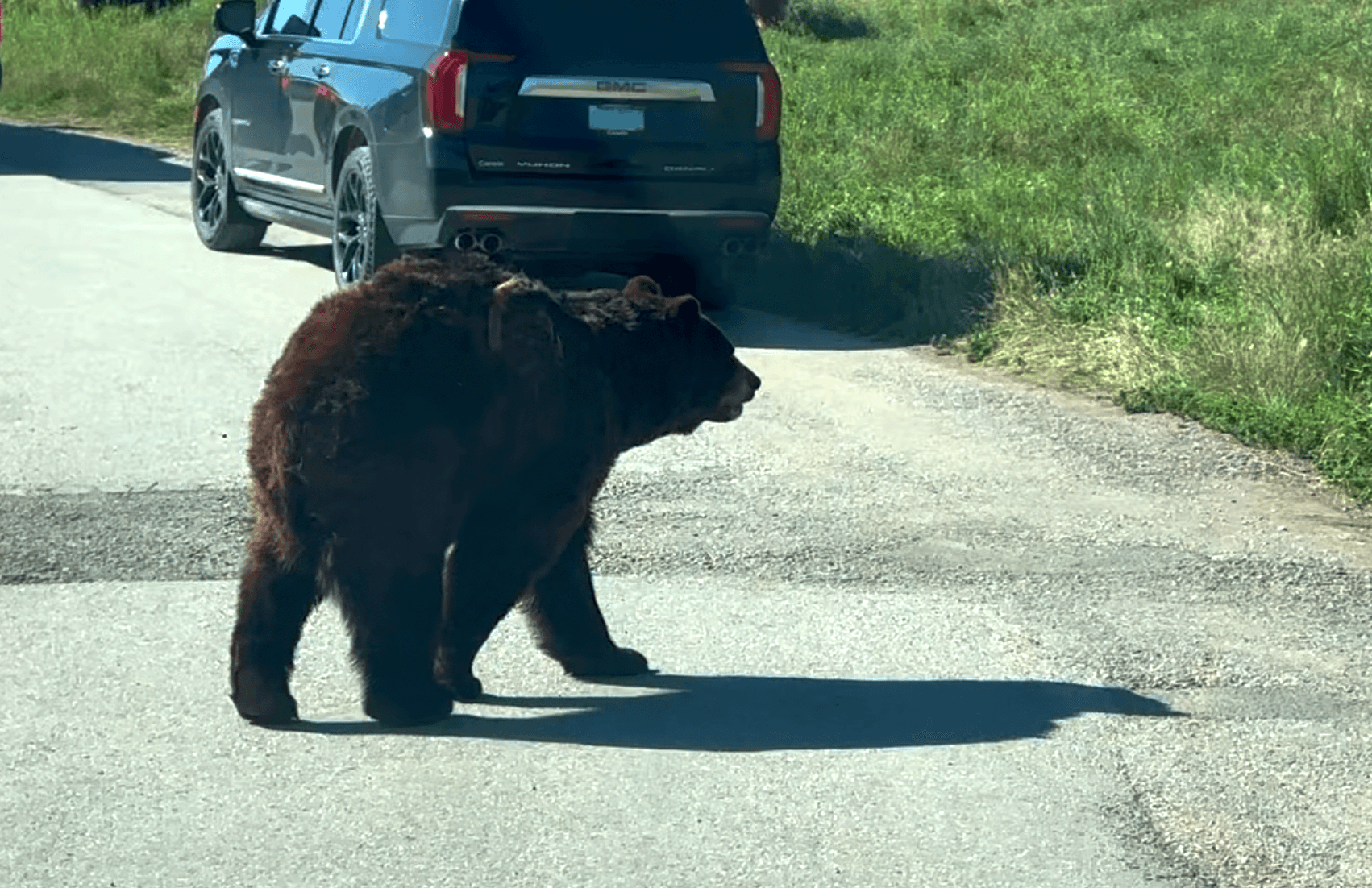 Bear walking past car at Bear Country USA