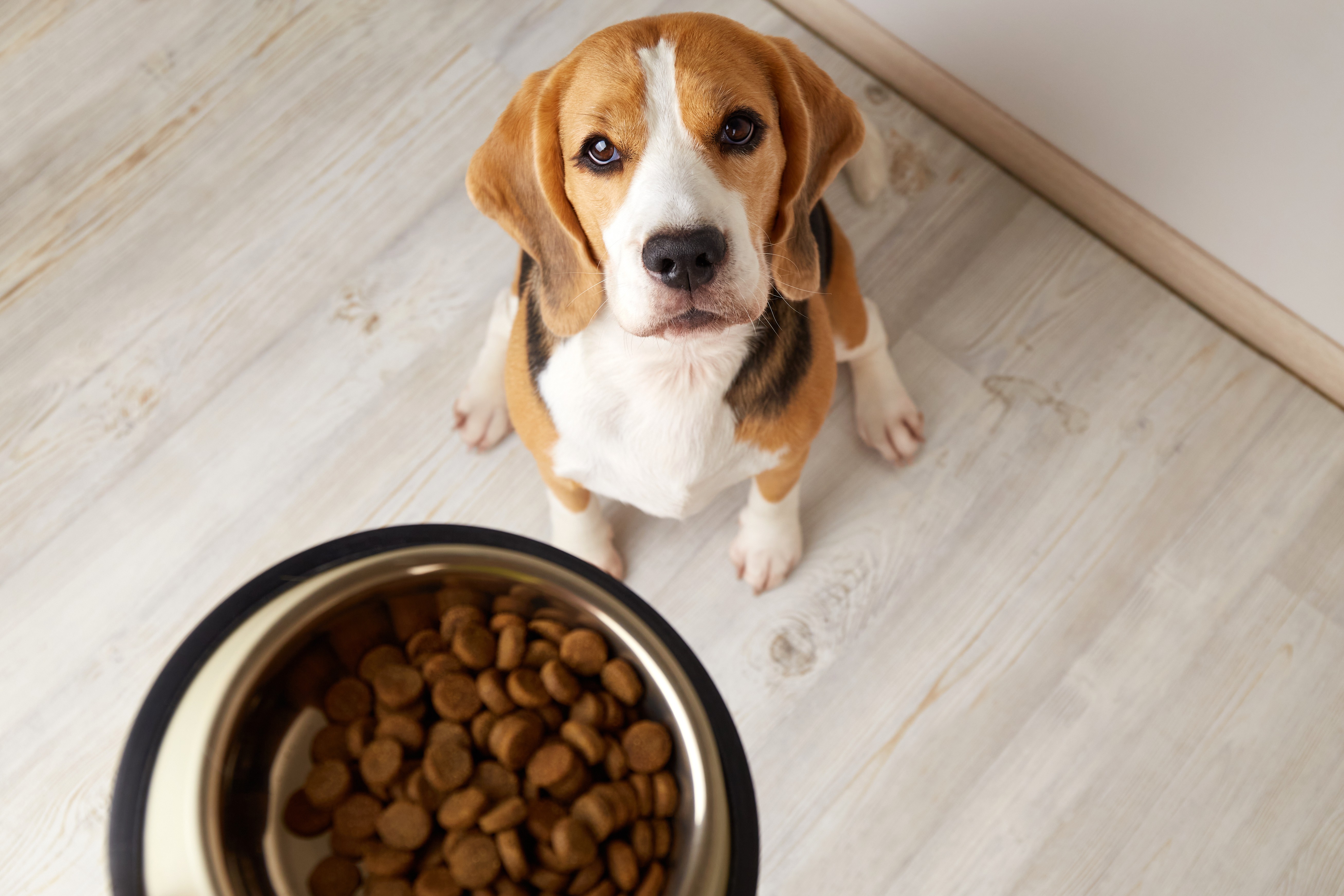 A beagle sits beside a bowl filled with dog food, looking up expectantly.