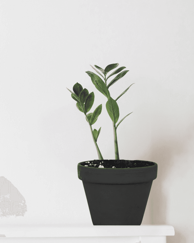 Emerald Sky Palm in a black small clay pot.