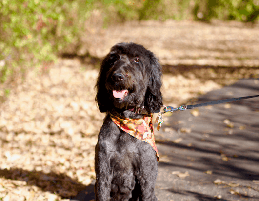 overnight pet sitting in home