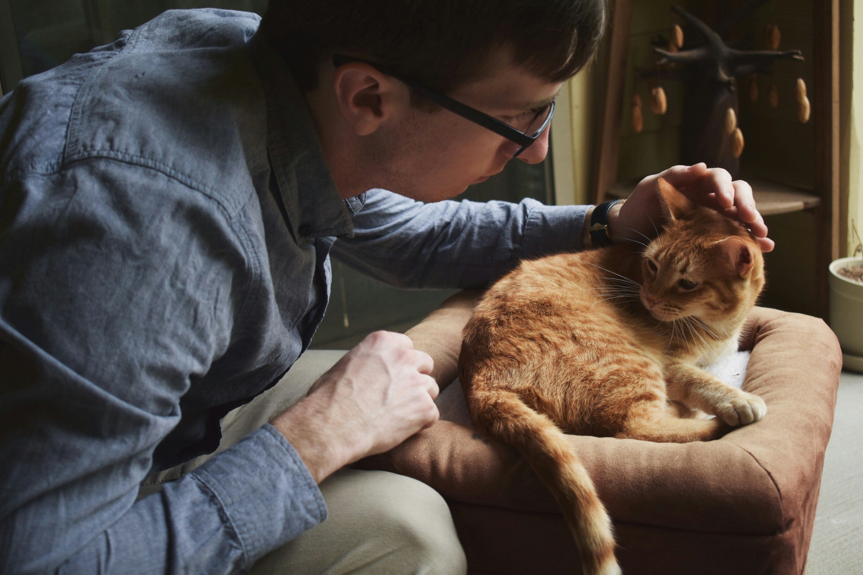 A man petting a ginger cat on the head