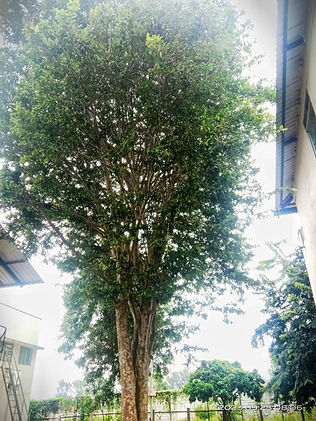 Terminalia arjuna at TDU