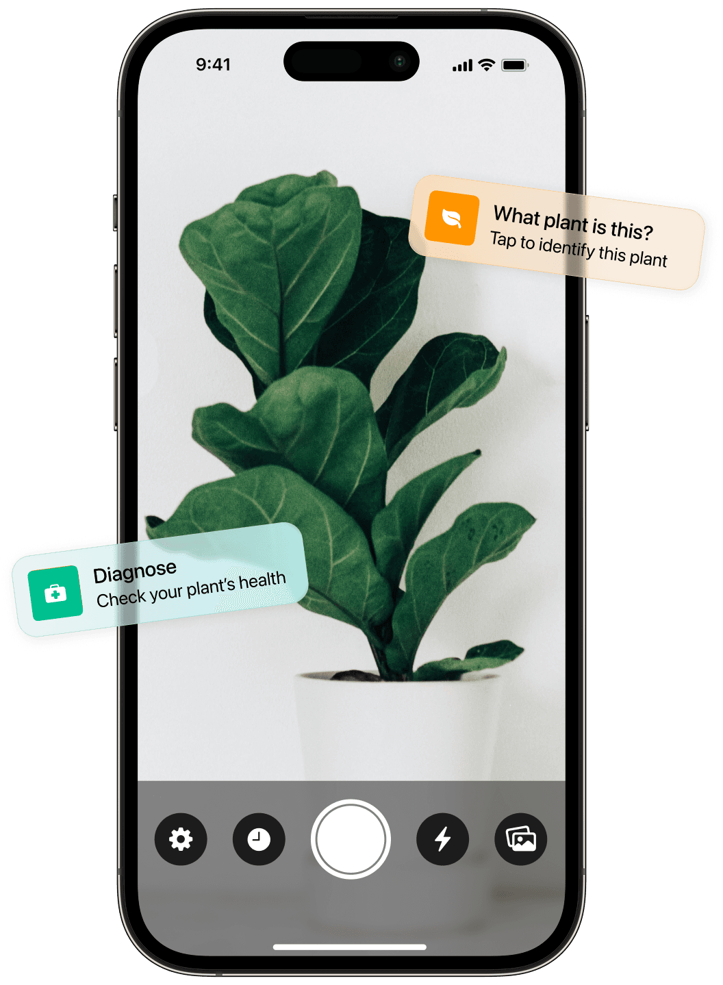 Identify plant from photo