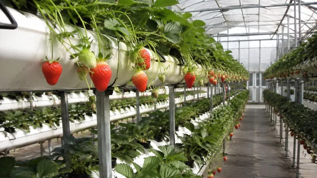 Indoor Strawberry Farming in India