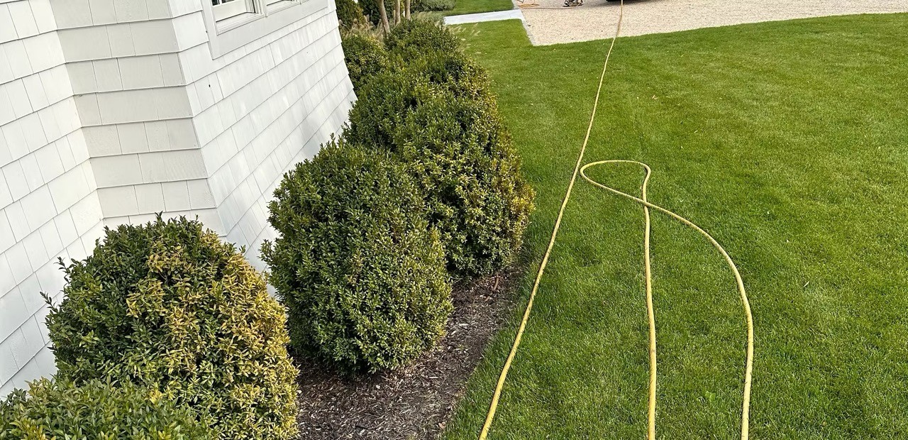 Neatly maintained boxwood shrubs on a manicured property