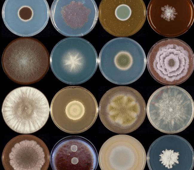 Fungal Glossary
