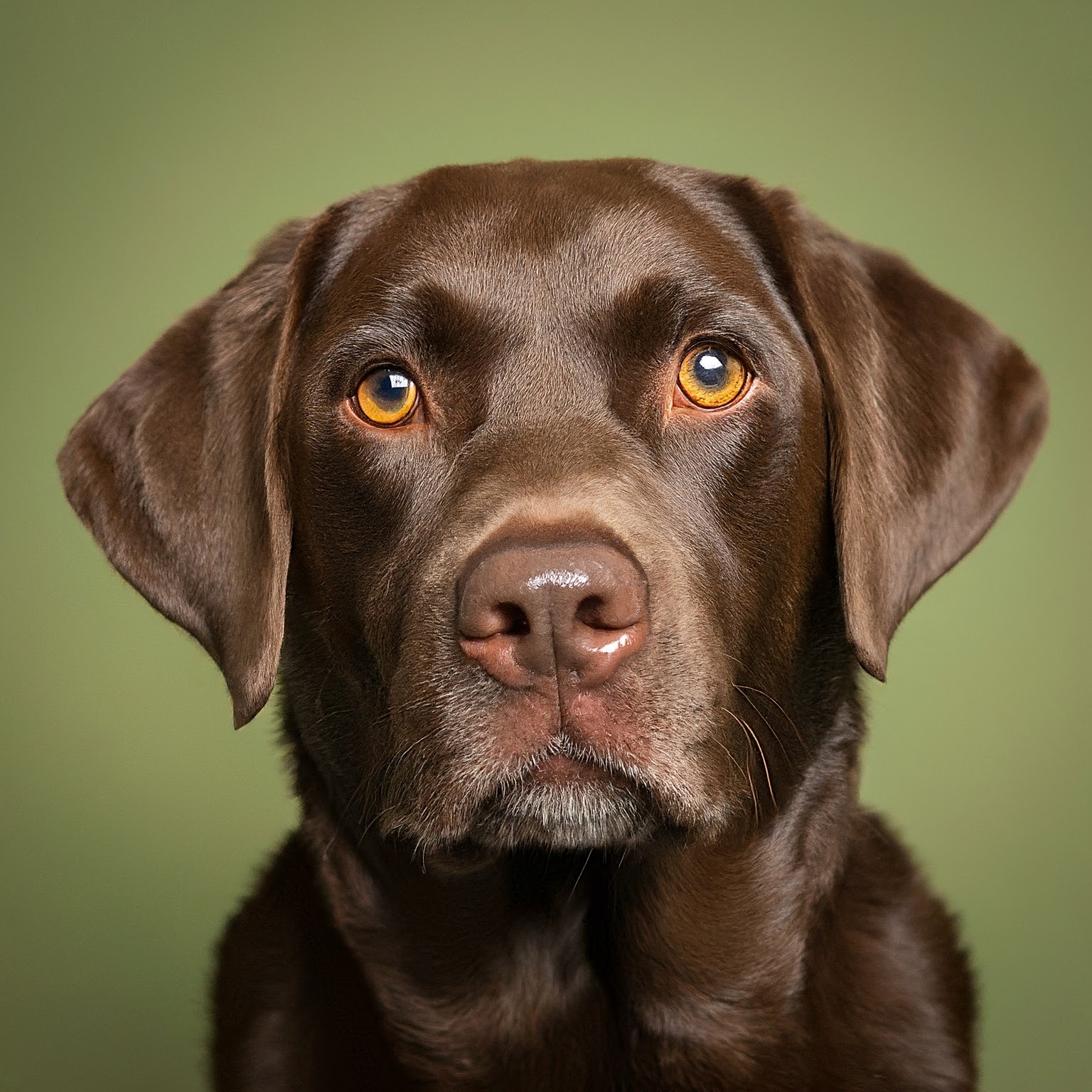 BUDDYUNO, Labrador Retriever