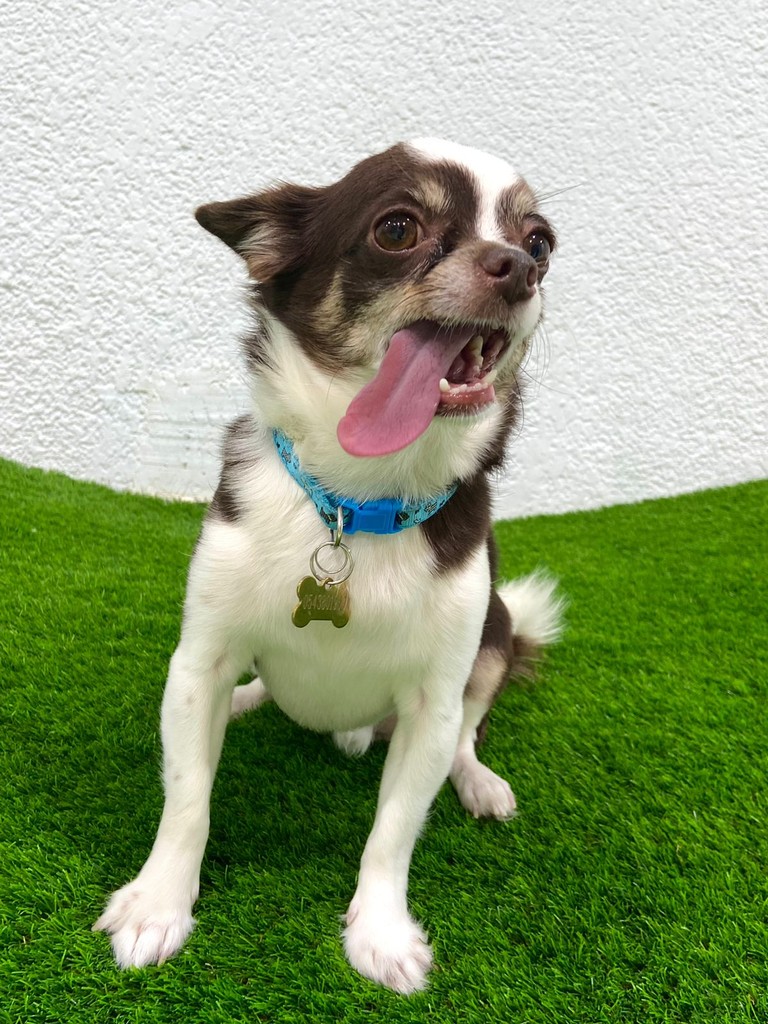 Doggy Daycare dubai