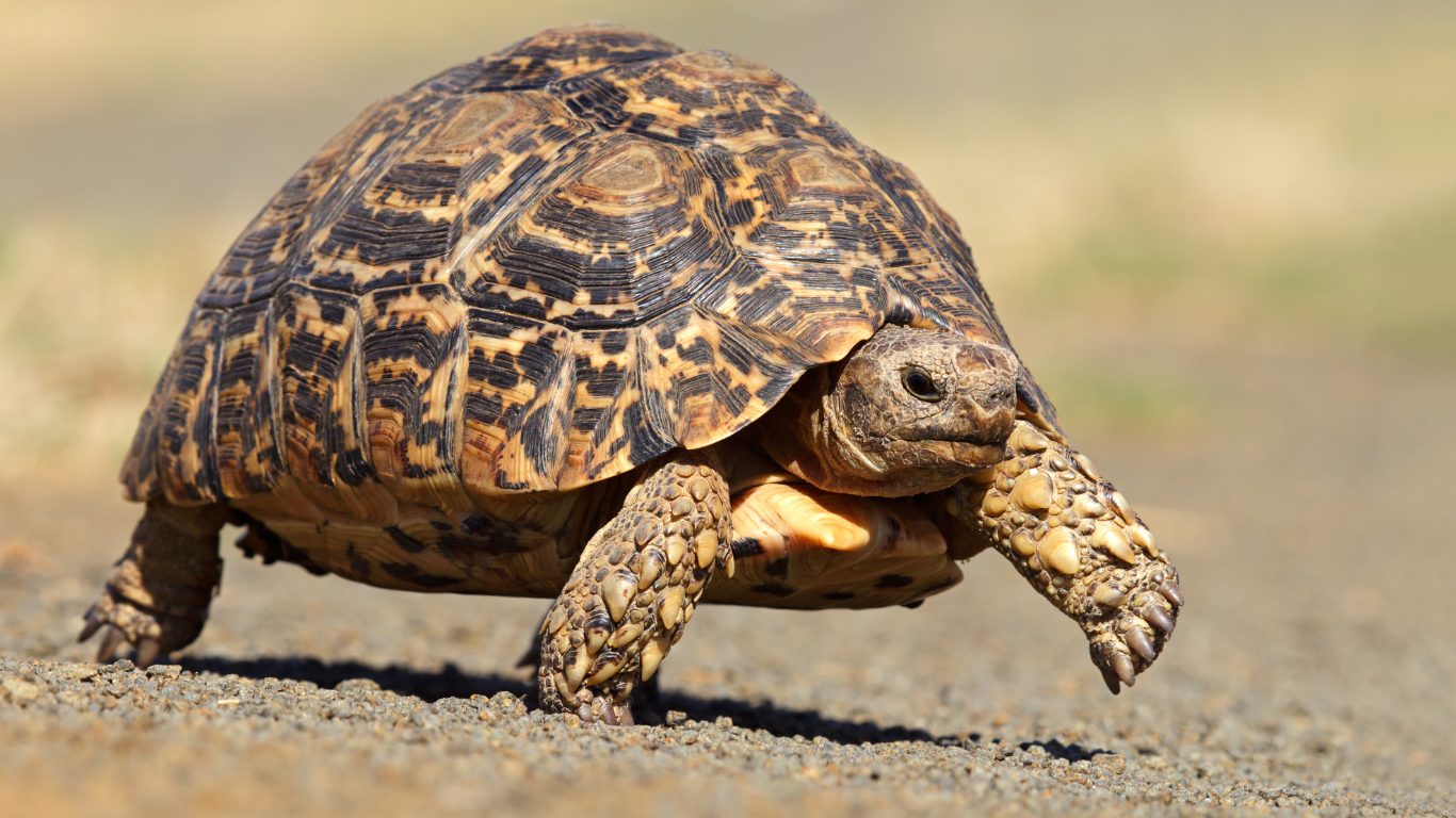 East Africa's Giant Tortoise