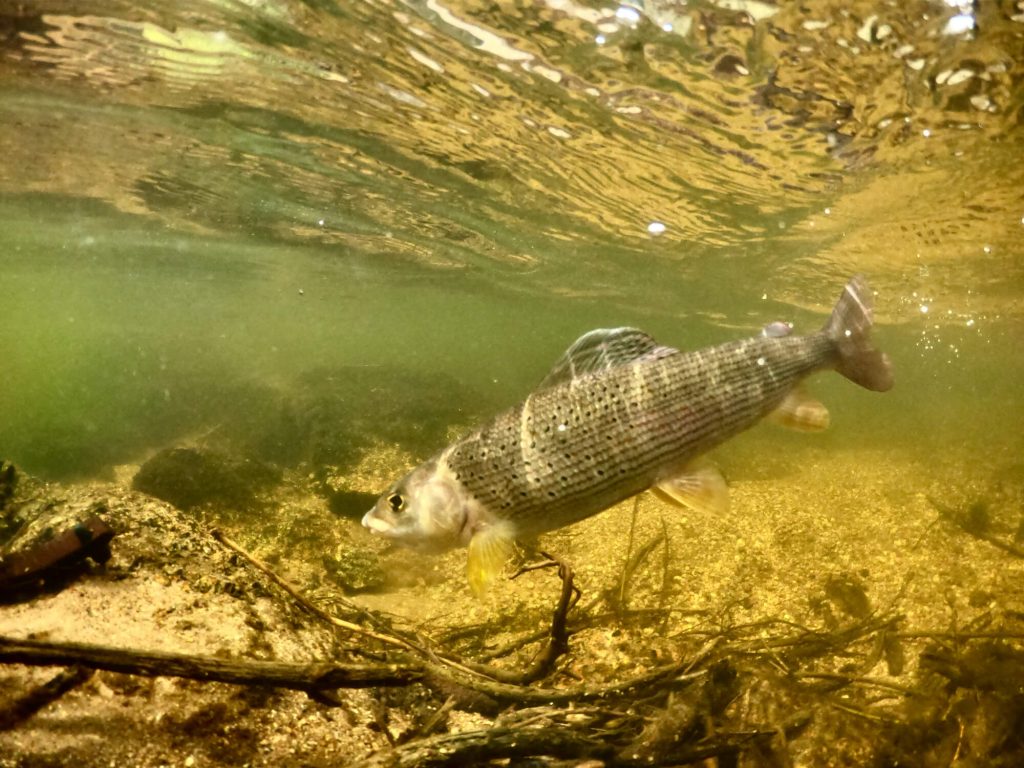 person holding black and brown fishing rod