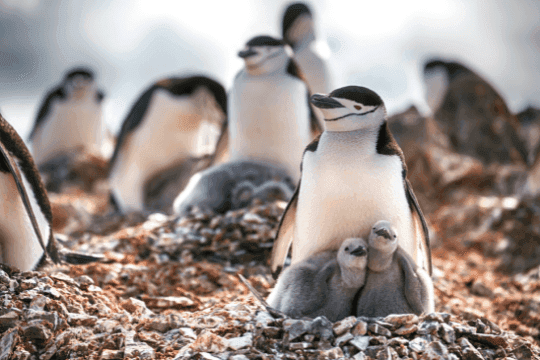 The photograph depicts a group of penguins, likely chinstrap penguins, gathered on a rocky terrain